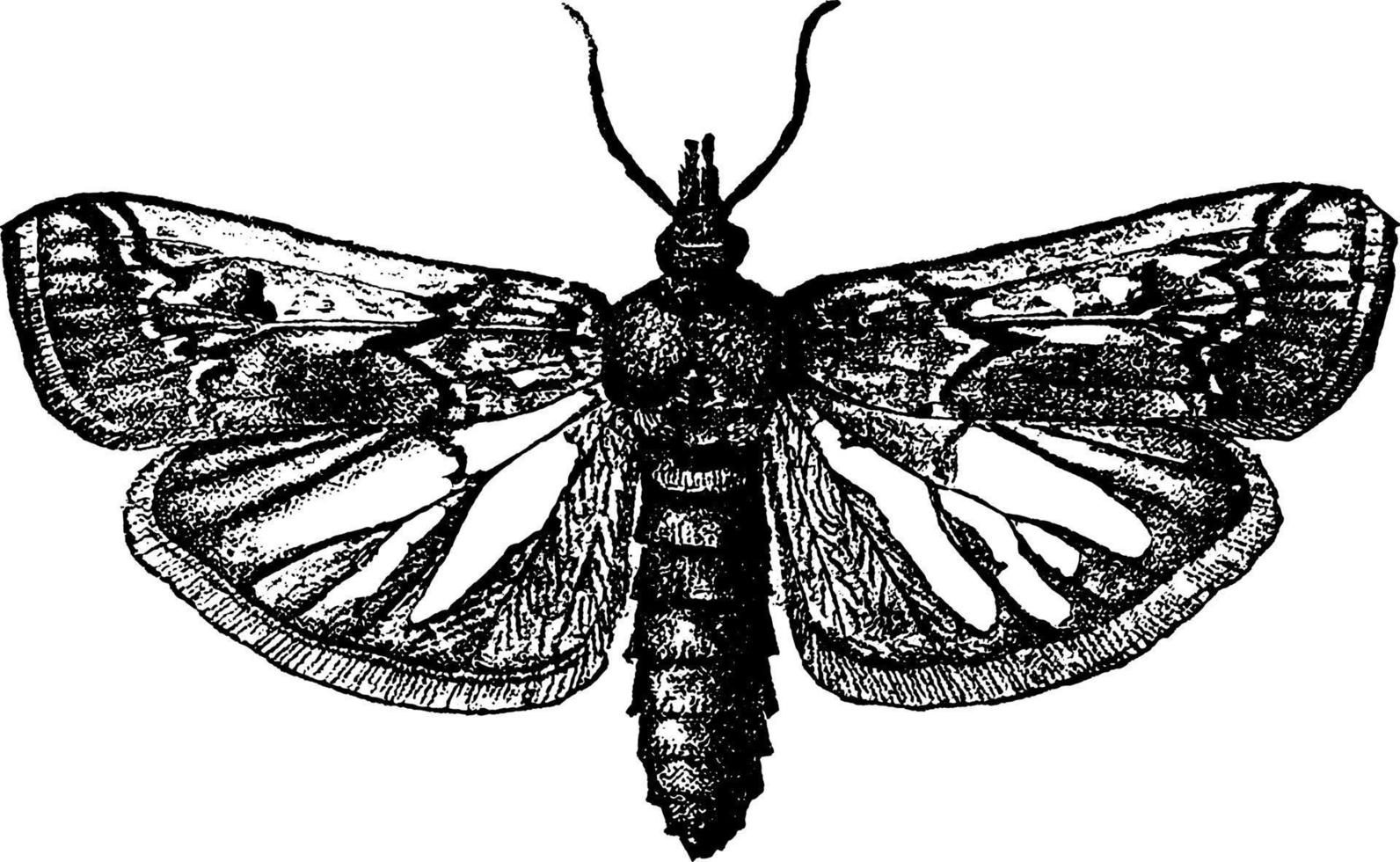 Moth or Melitara prodenialis, vintage illustration. vector