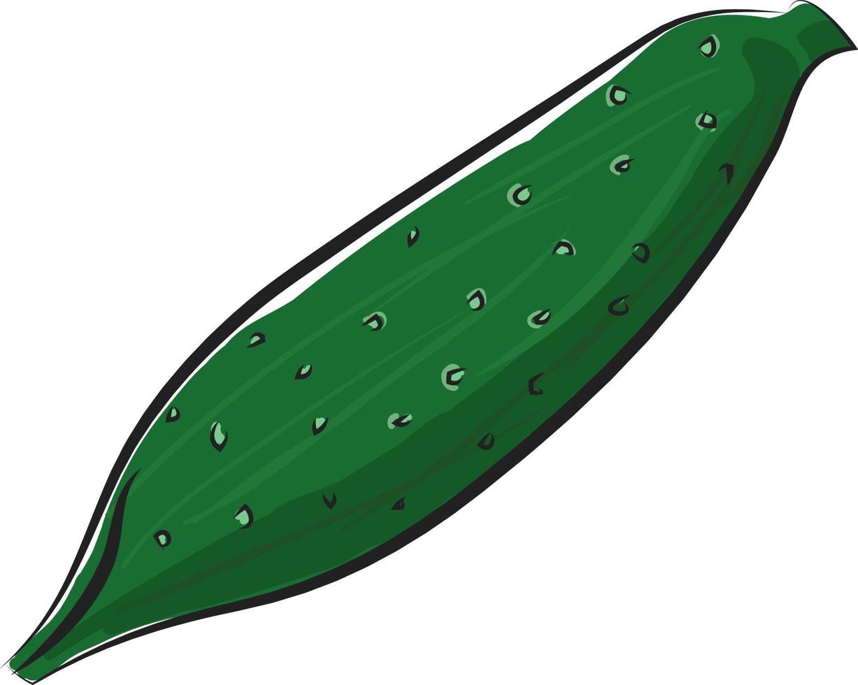 A cucumber, vector or color illustration.