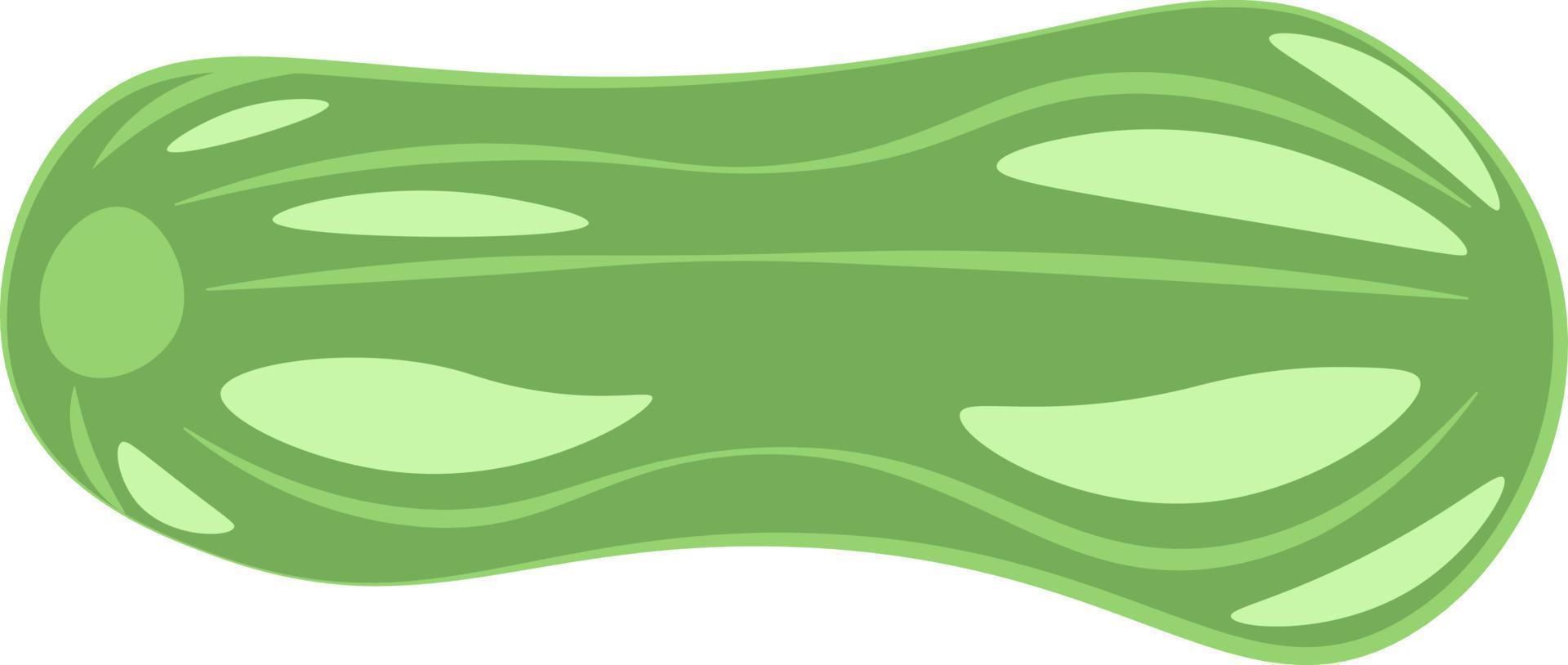 Fresh zucchini, vector or color illustration.