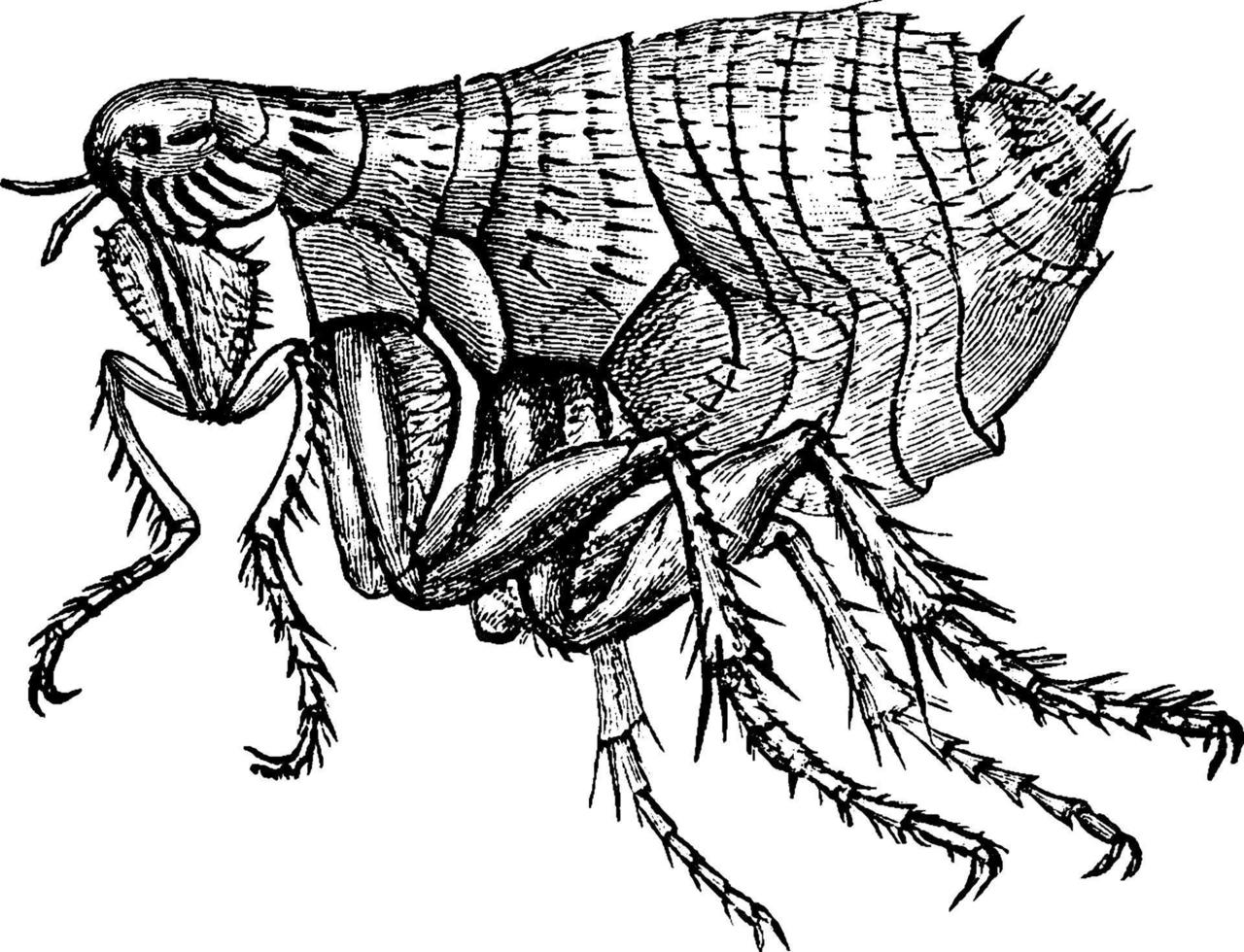 Human Flea, vintage illustration. vector