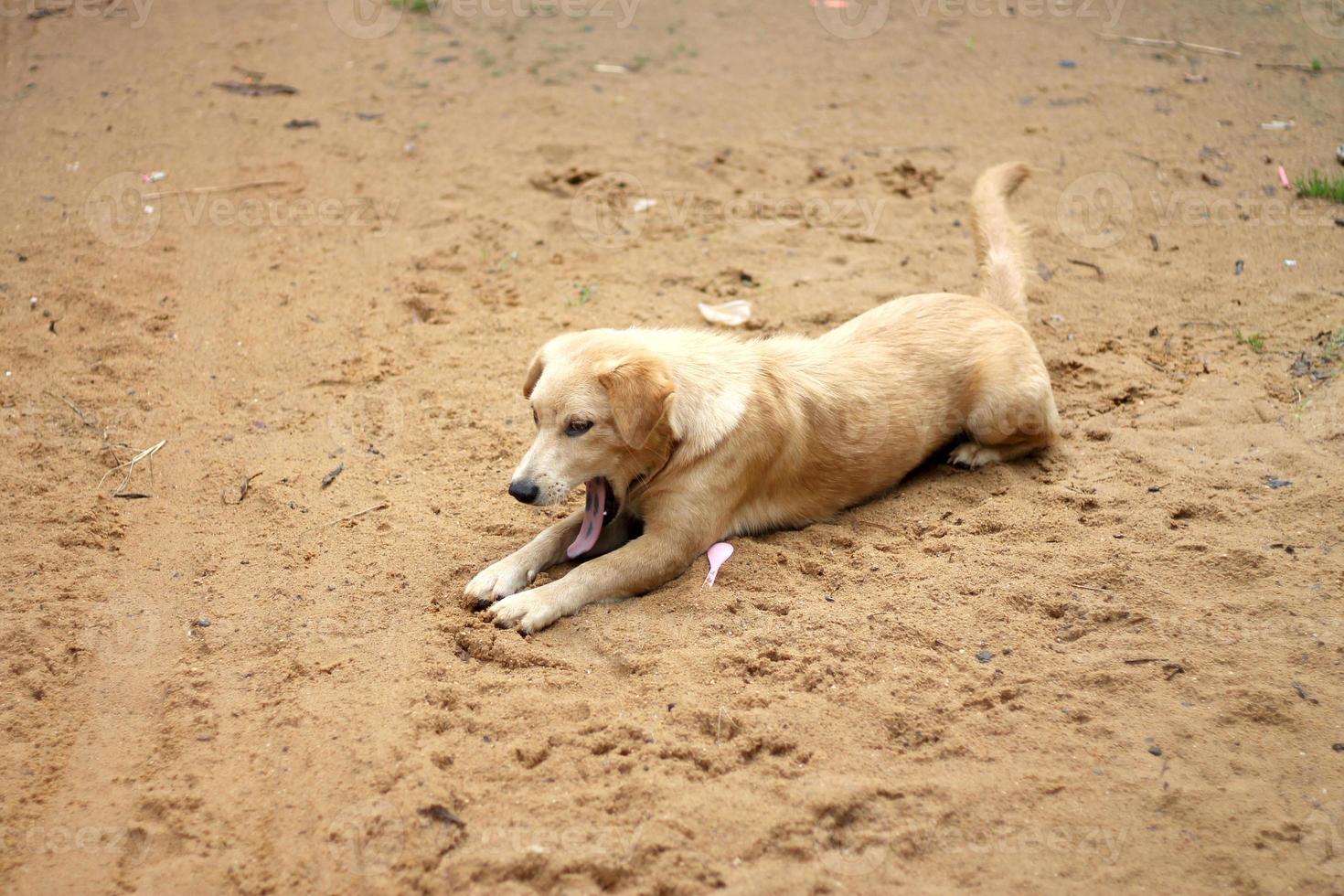 cachorro de yoga en la arena. foto