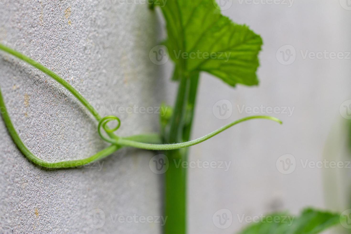 The green shoots of the pumpkin tree are taken close from the side. photo