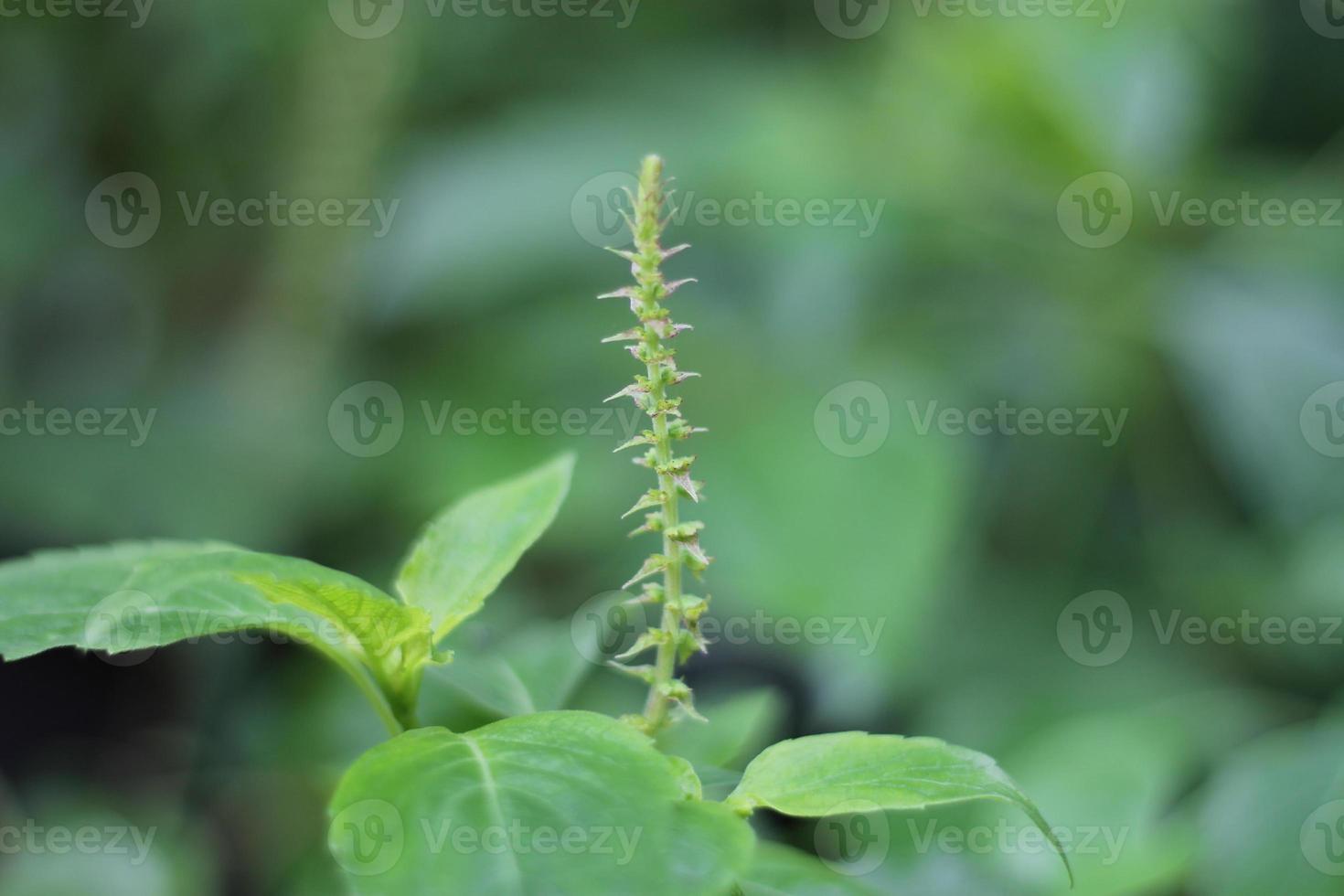 Ocimum gratissimum Tree Basil clove basil  An appearance small white flowers, layers on bouquet as tiered shape at apex. The greenery leaves, oval shaped, sawtooth leaf edge. Cool  spicy scent. photo