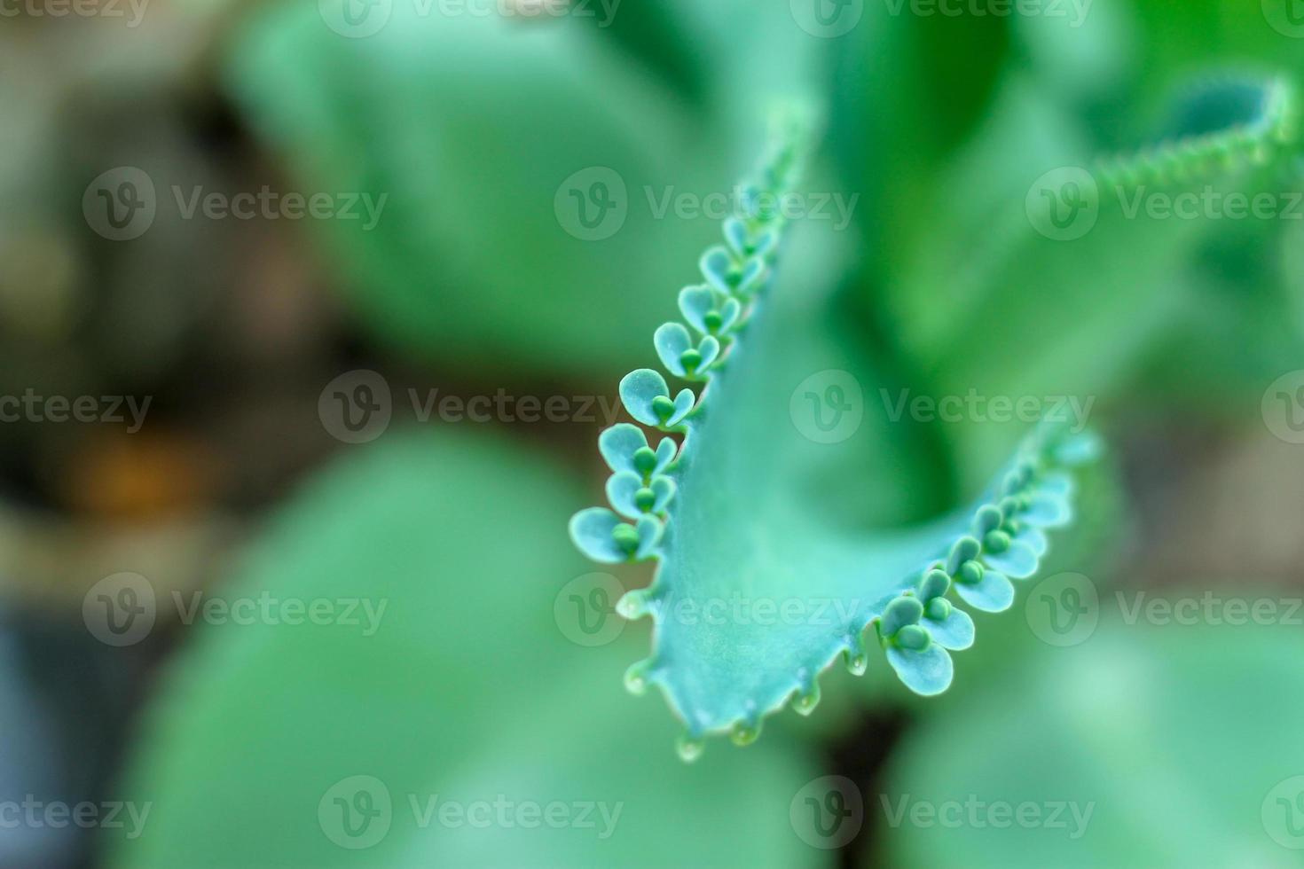 Kalanchoe pinnata Lam. Pers The leafy leaves are thick and leafy, with a slight green leafy appearance. You can expand the thousands. photo