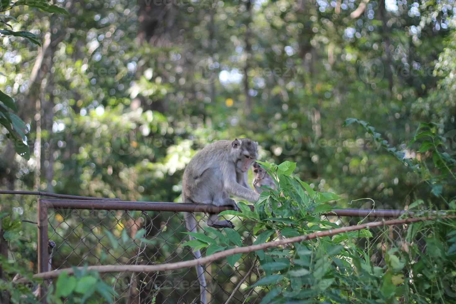 Pure love between mom and baby,Monkey mom and monkey baby. photo