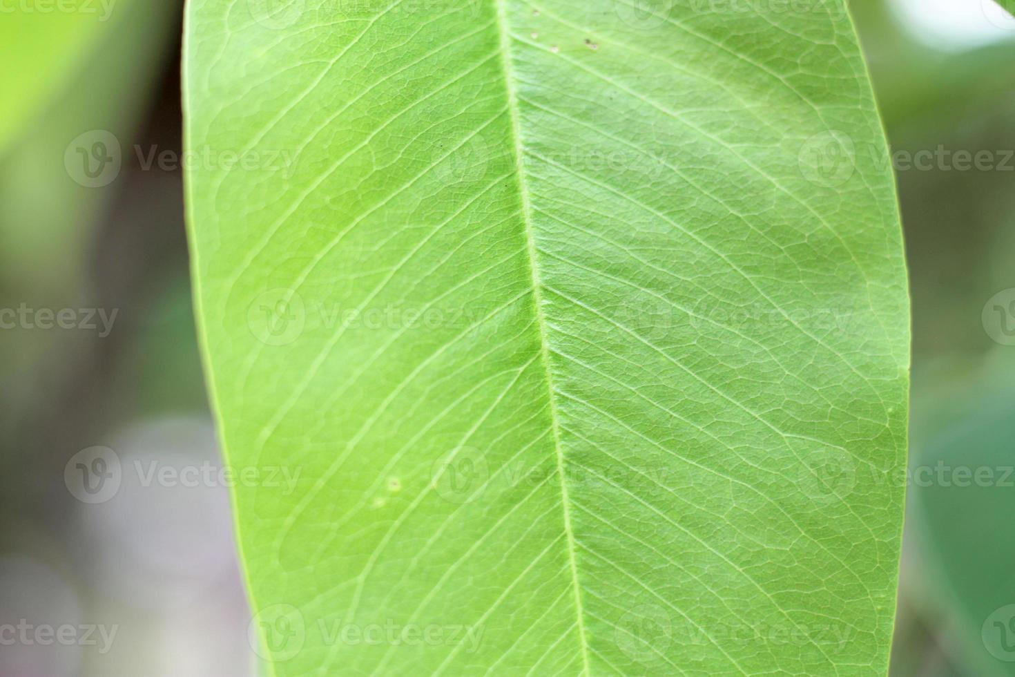 Closeup nature view of green leaf with copy space using as background natural green. photo