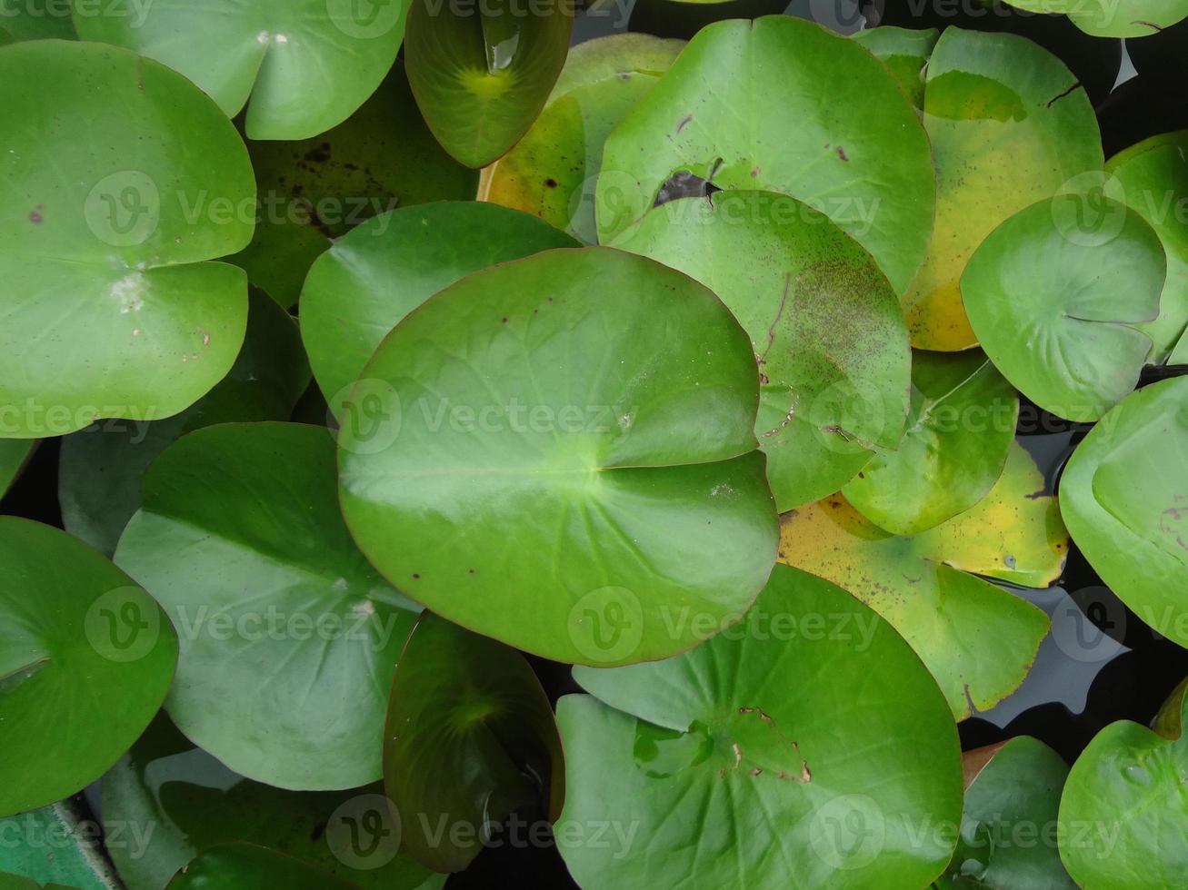 Fresh green lotus leaves. photo