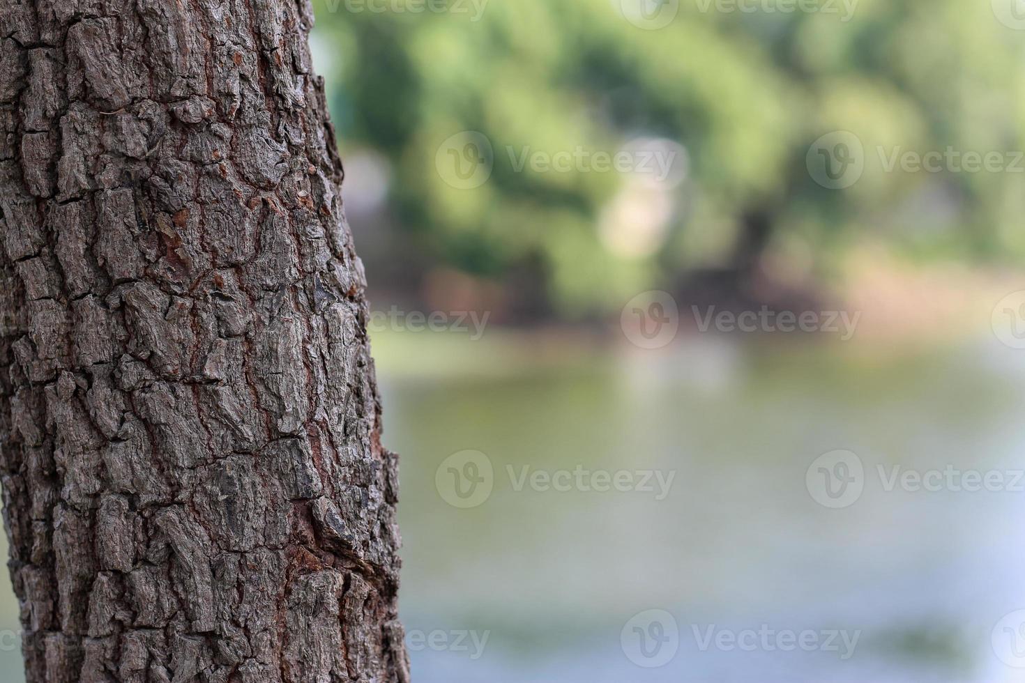 Tree texture close up at the park photo
