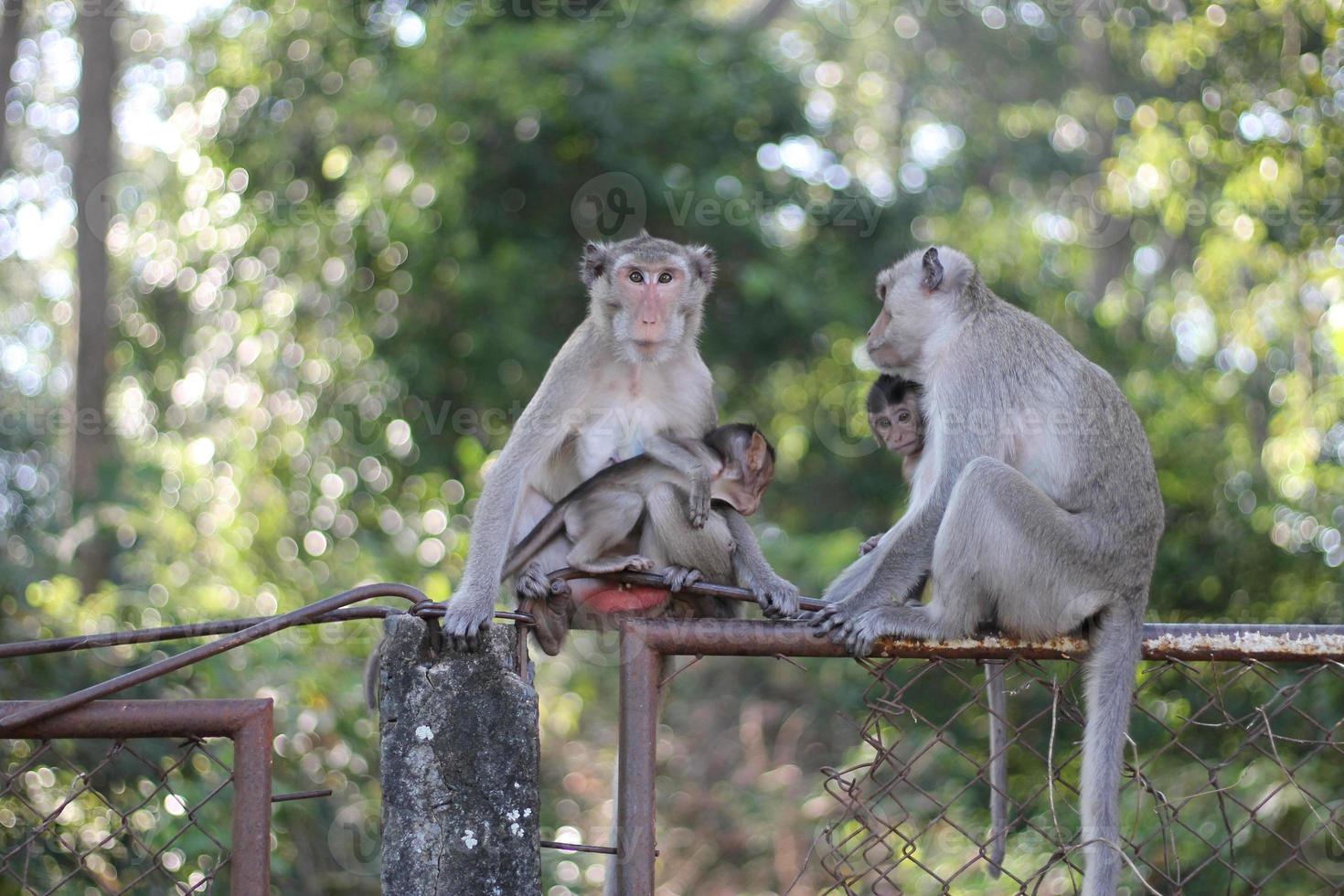 Pure love between mom and baby,Monkey mom and monkey baby. photo