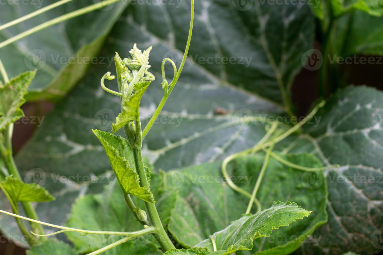 The green shoots of the pumpkin tree are taken close from the side. photo