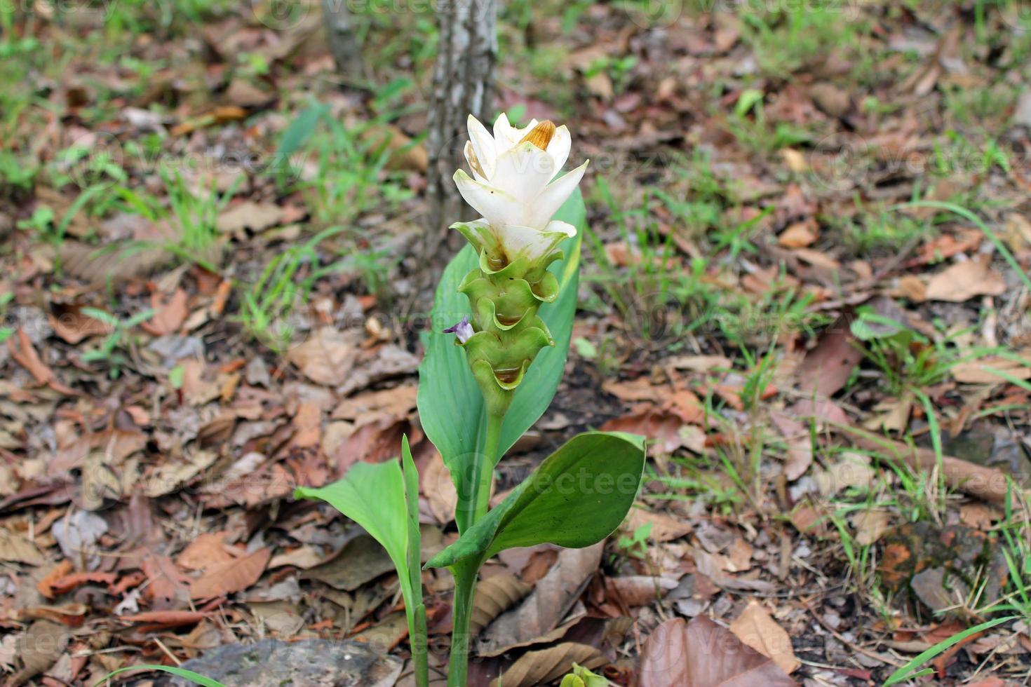 las flores blancas de tulipán de siam se llaman flor de krachai, el campo de flores de curcuma sessilis está floreciendo en la temporada de lluvias en el hermoso paisaje de la montaña. foto