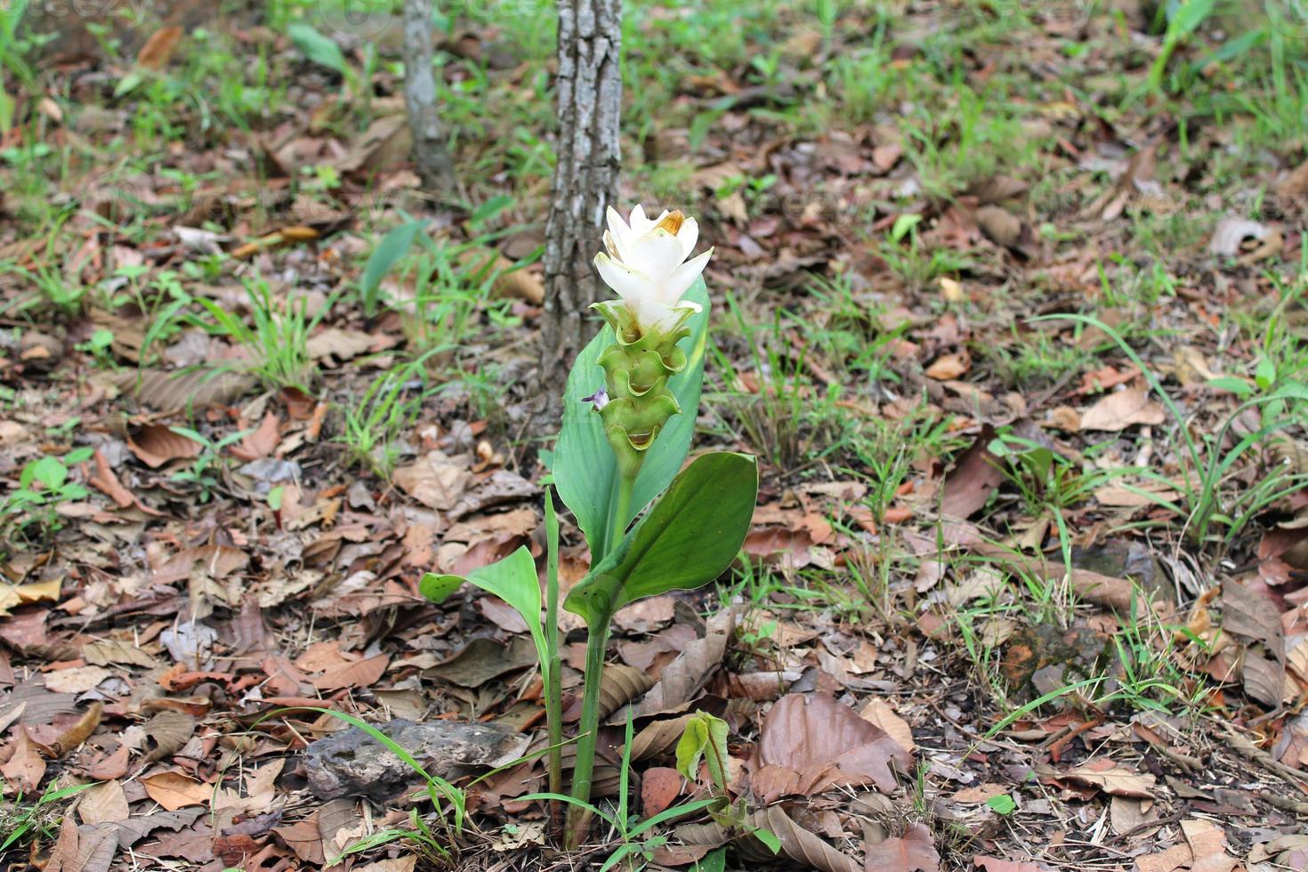 White Siam tulip flowers is called Krachai flower , Curcuma sessilis flowers field are blooming in rainy season on the mountain beautiful landscape. photo