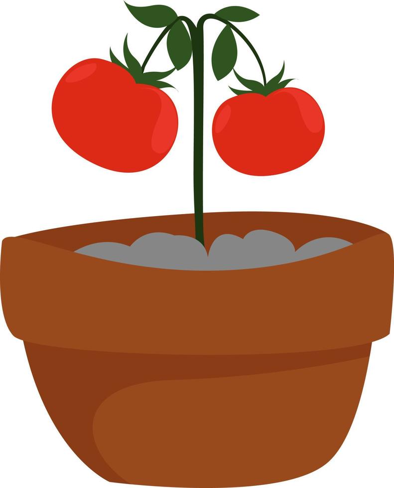 tomates en una olla, ilustración, vector sobre fondo blanco