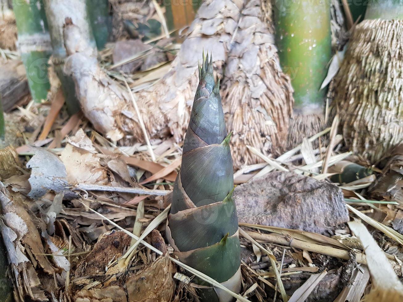 el brote de bambú o brote de bambú que crece en el bosque. foto