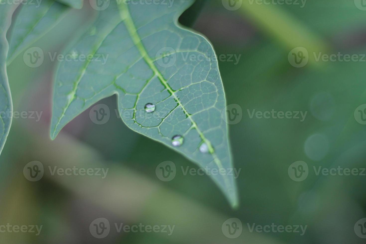 gotas de rocío en hojas verdes por la mañana. foto