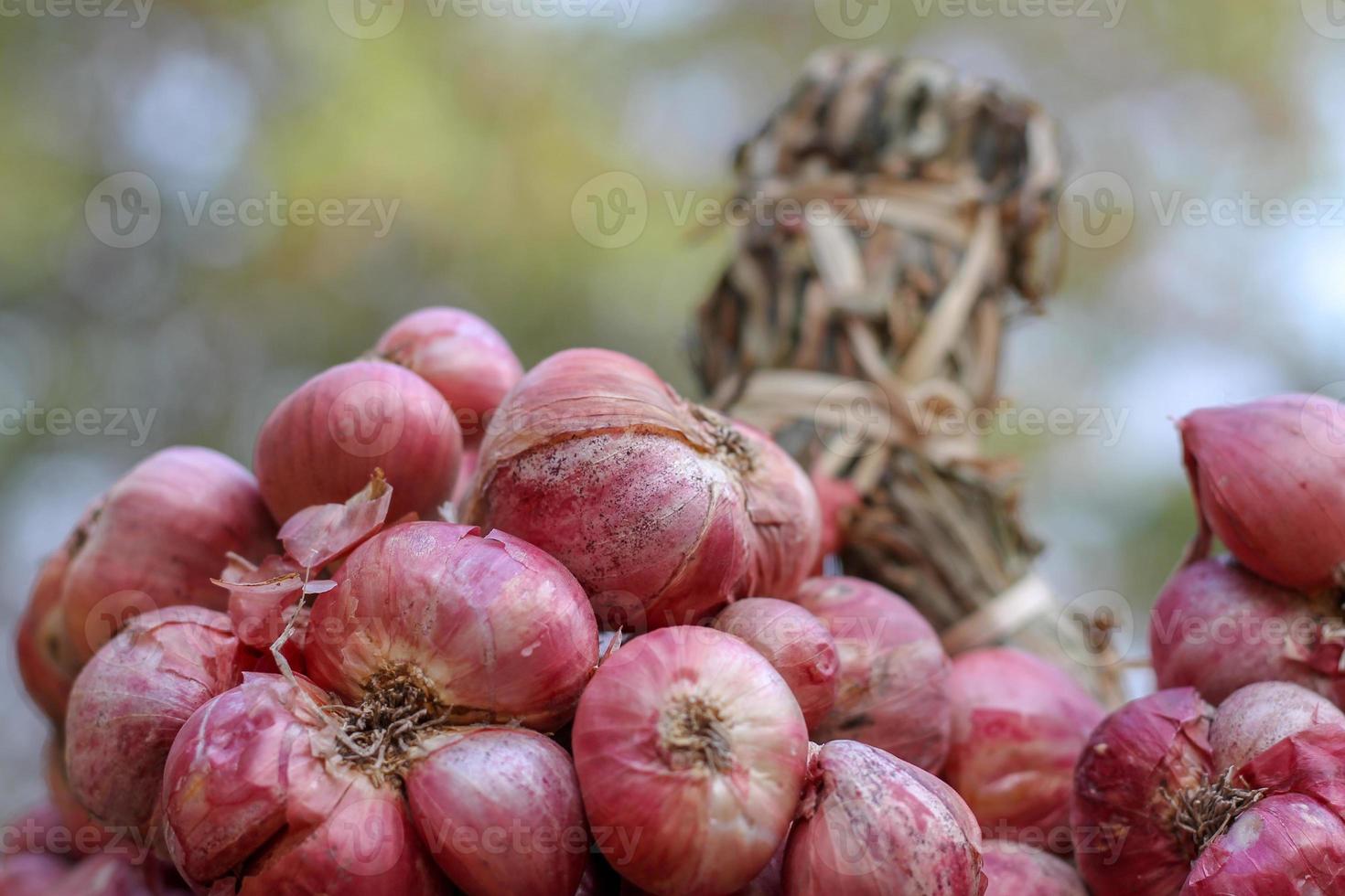 Shallots still on wood background photo