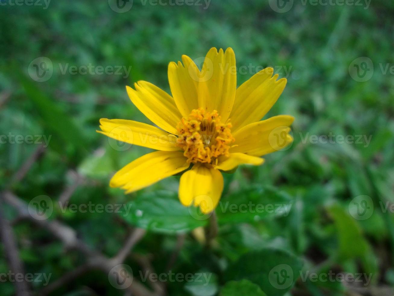 Yellow flower blooming,Singapore dailsy,flower use as Background. photo