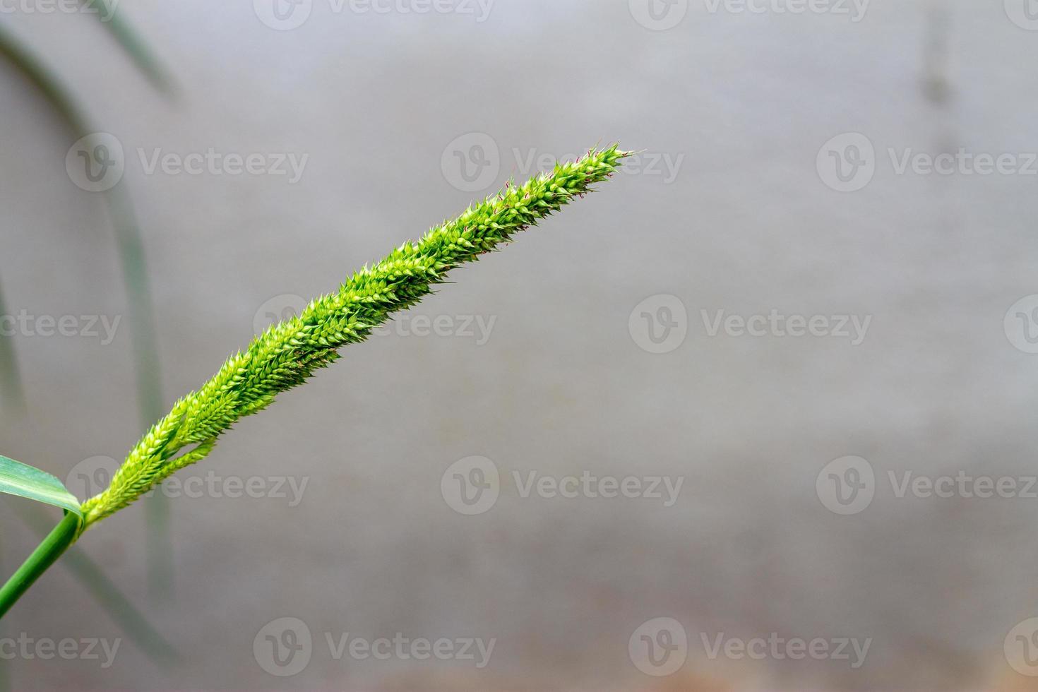 hierba de corral o espuela de gallo o echinochloa crus-galli foto