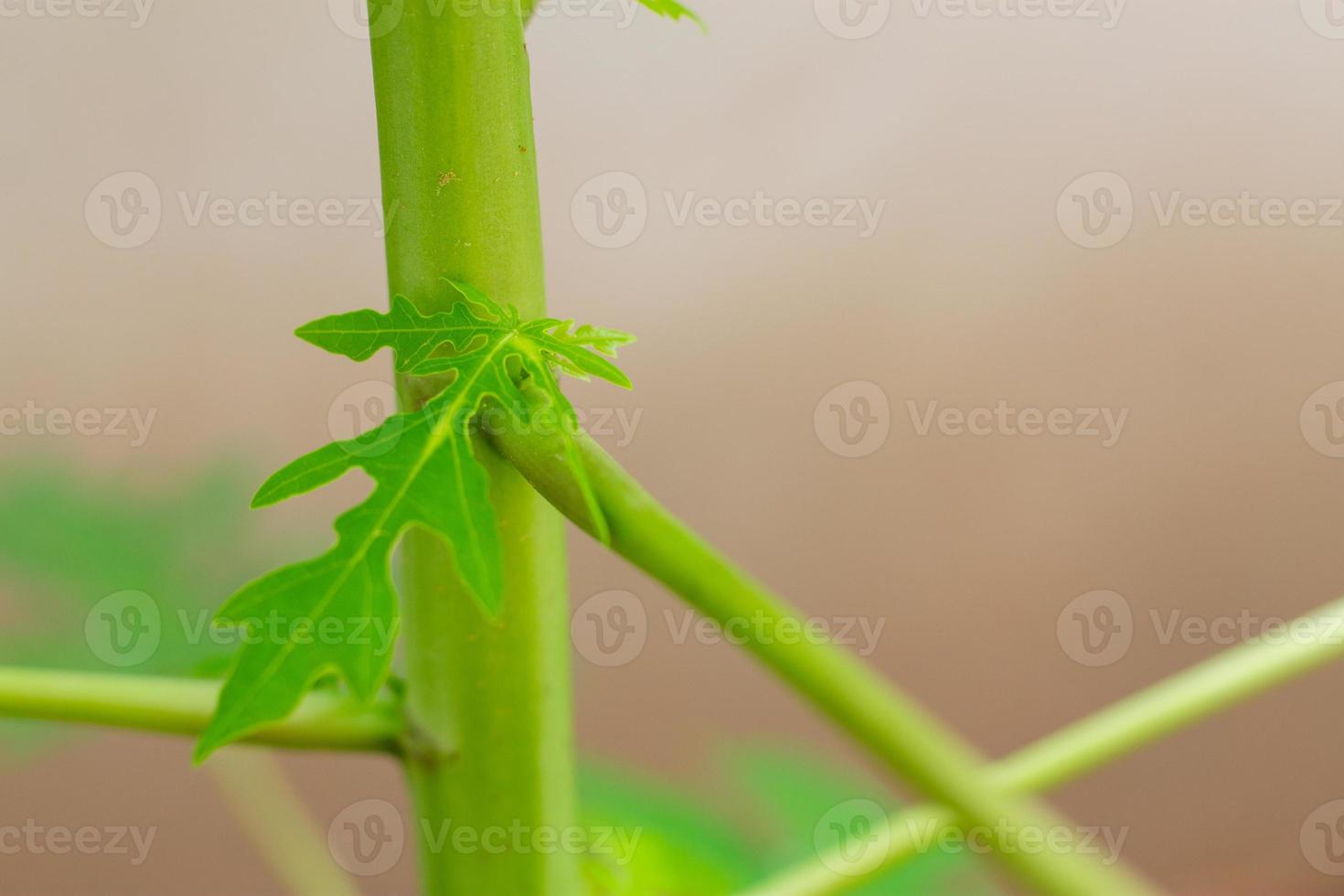 las ramas de un pequeño árbol de papaya brotan del árbol original. foto