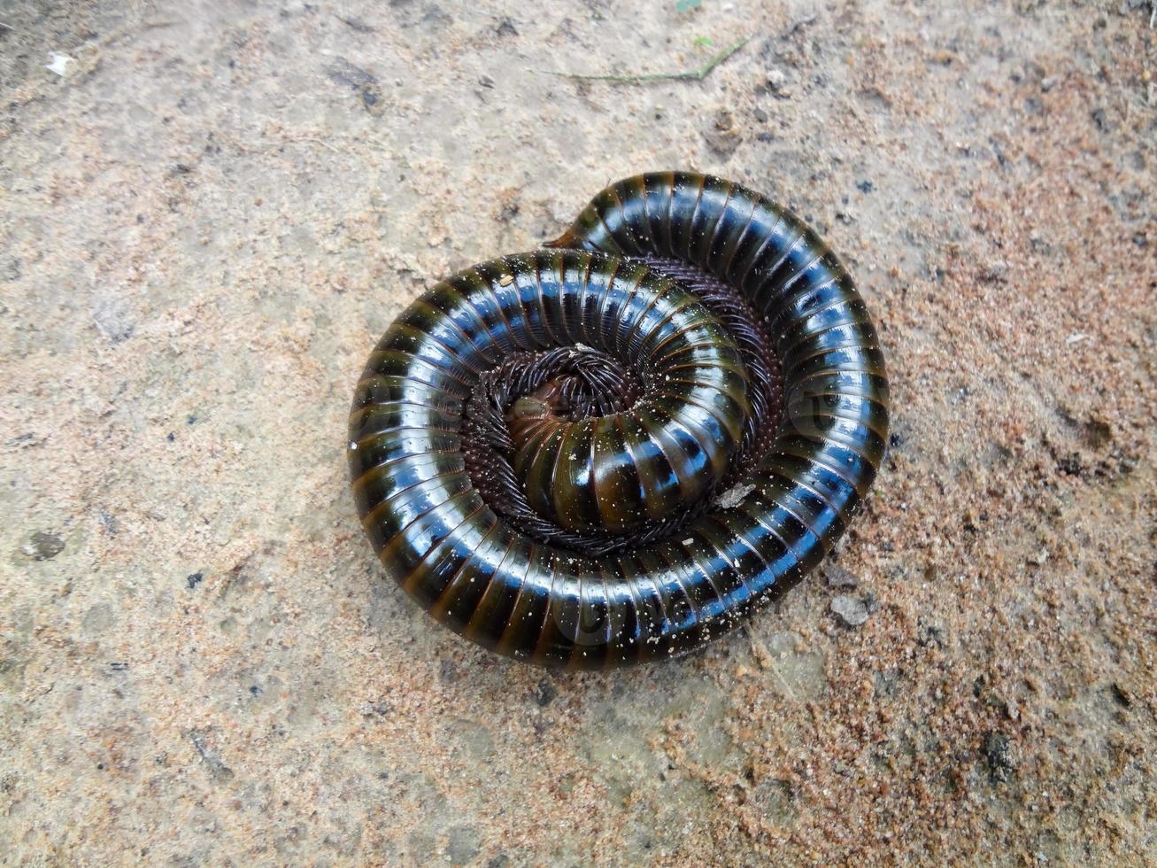 A giant millipede lying on the ground coiled into a helix. photo