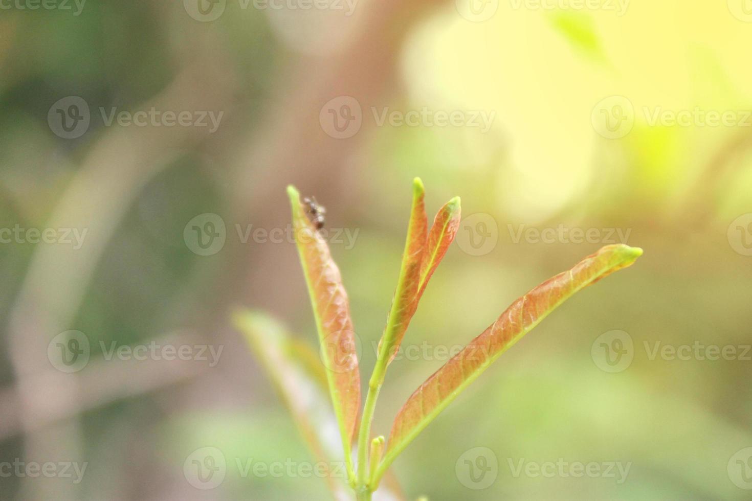 Natural green plants landscape using as a background or wallpaper. photo