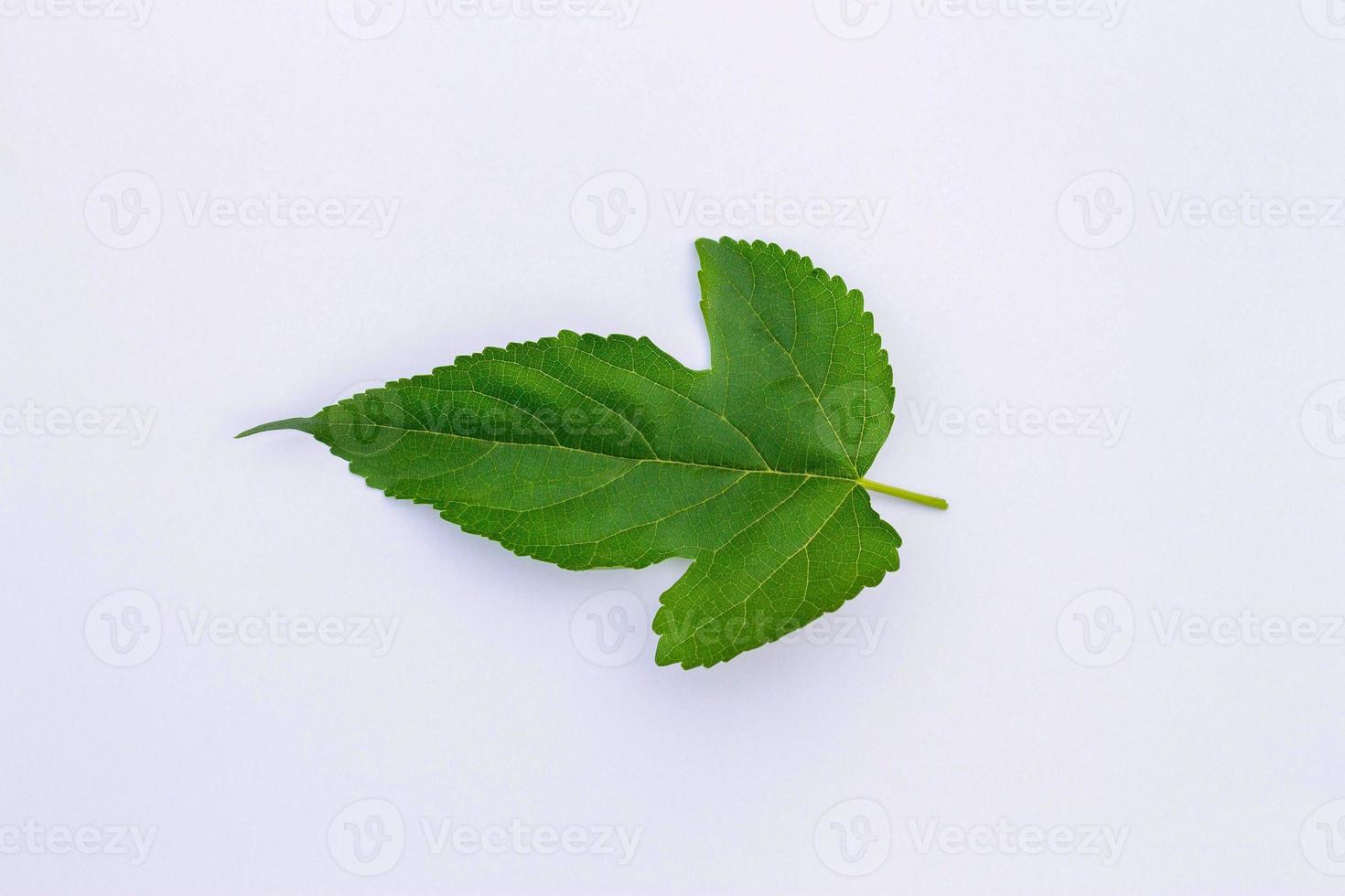 Mulberry leaf isolate on white background photo