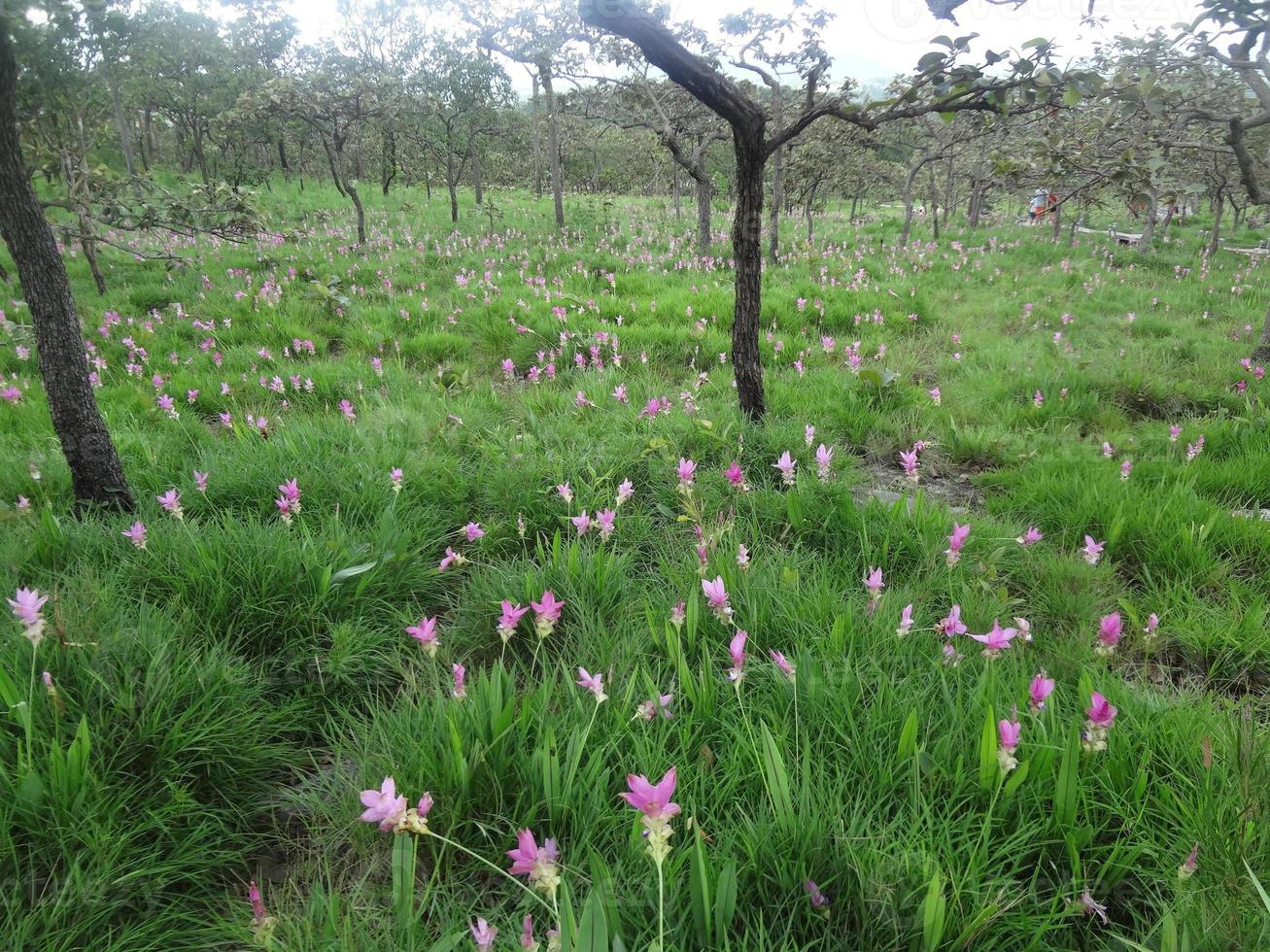 las flores de tulipán rosa de siam se llaman flor de krachai, el campo de flores de curcuma sessilis está floreciendo en la temporada de lluvias en el hermoso paisaje de la montaña. foto