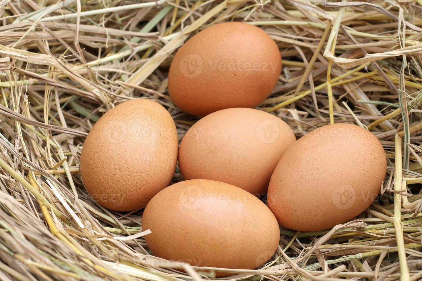 fresh five brown eggs on straw. photo