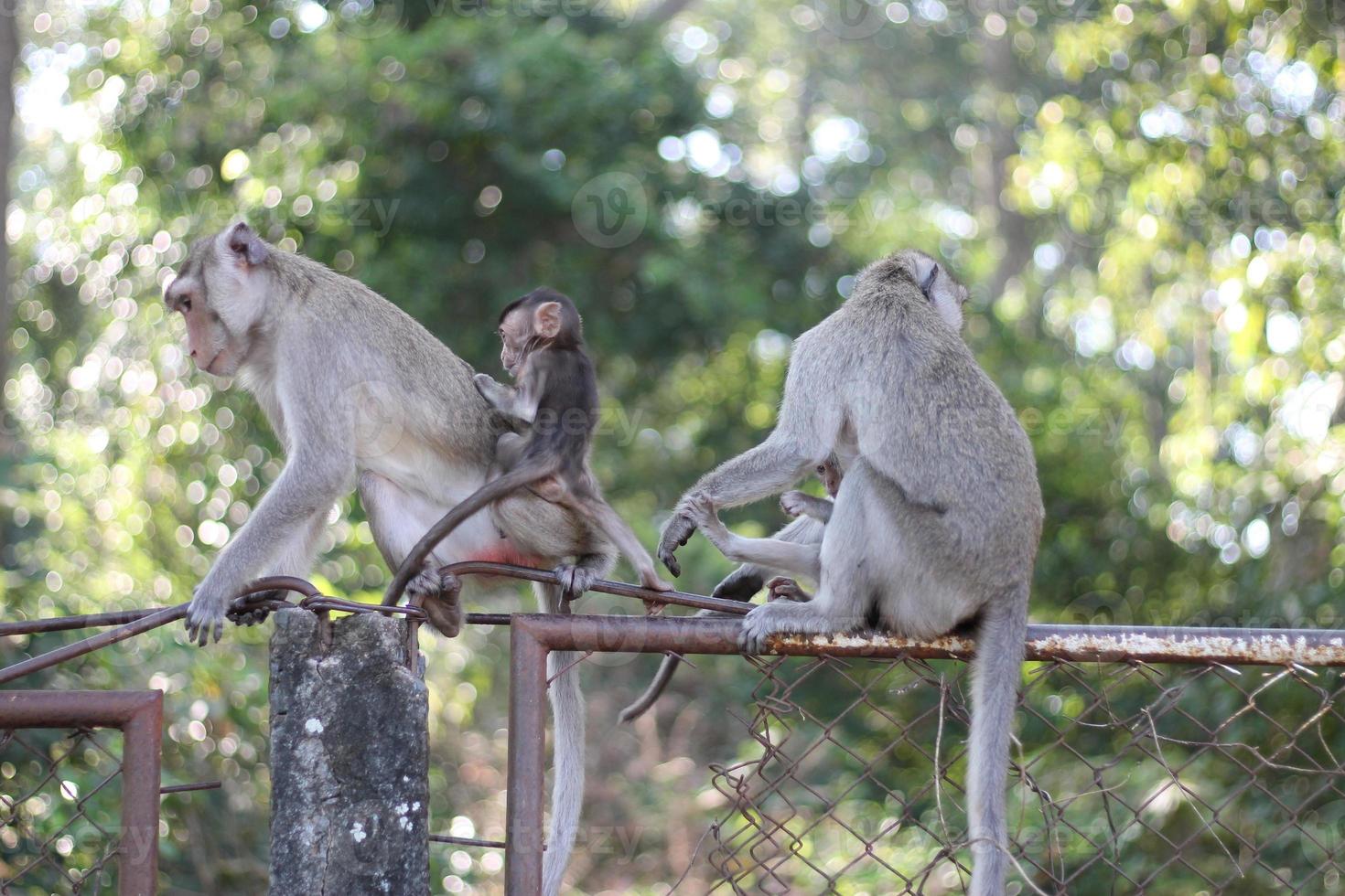 Pure love between mom and baby,Monkey mom and monkey baby. photo