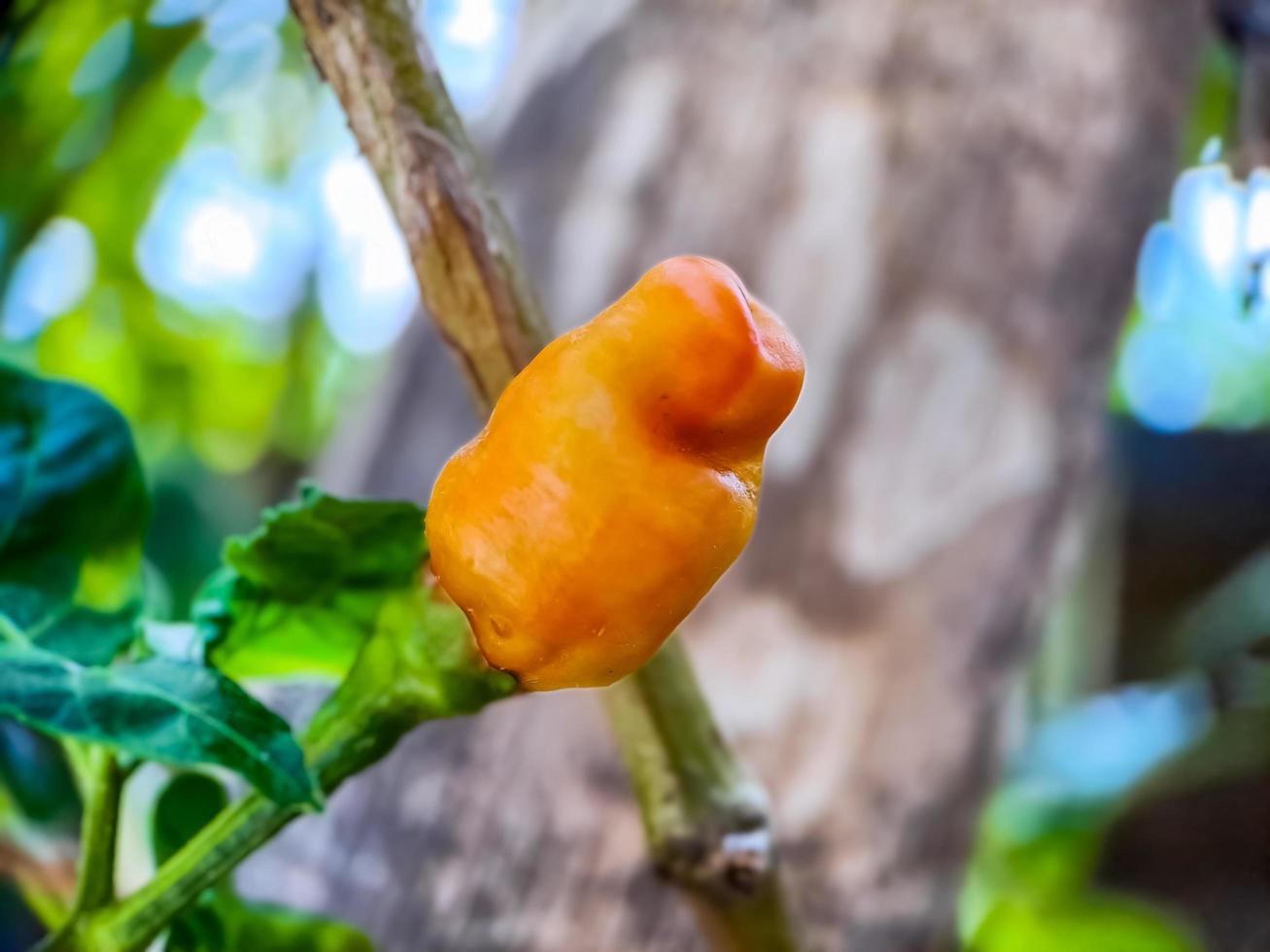 Little red cayenne pepper on organic garden farm. plants that are food and plants photo