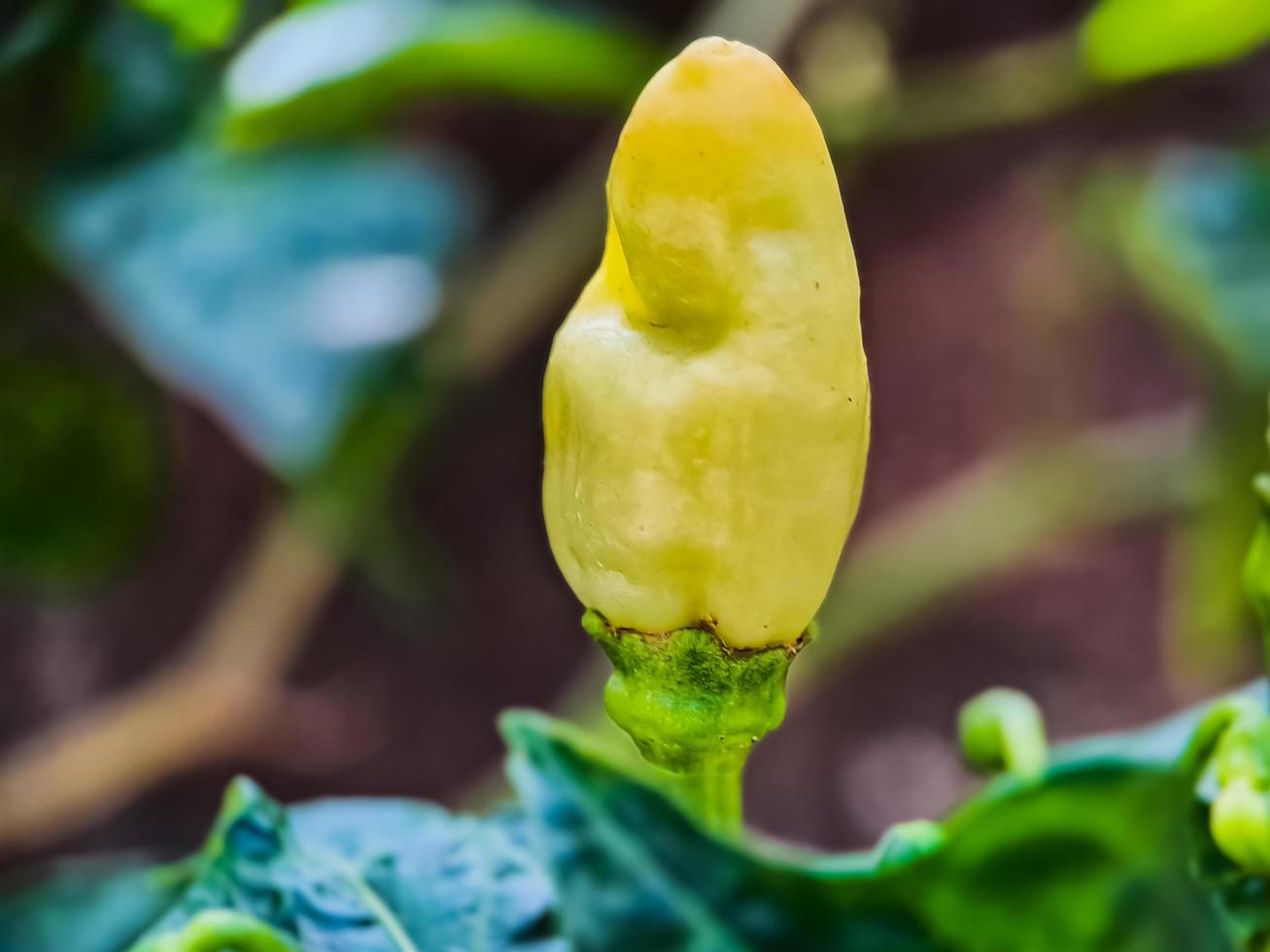 Little red cayenne pepper on organic garden farm. plants that are food and plants photo