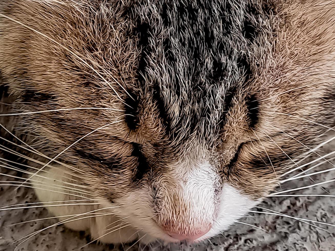 el gato gris rústico durmiendo plácidamente frente a la terraza es tan adorable foto