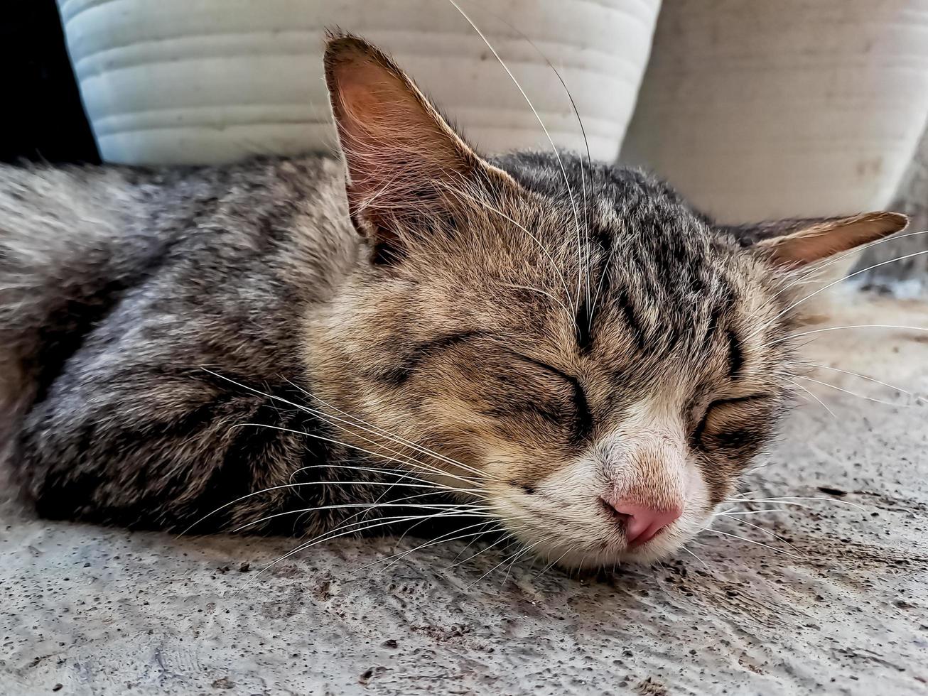 The rustic gray cat sleeping peacefully in front of the terrace is so adorable photo