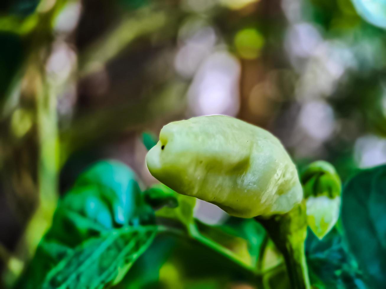 Little red cayenne pepper on organic garden farm. plants that are food and plants photo