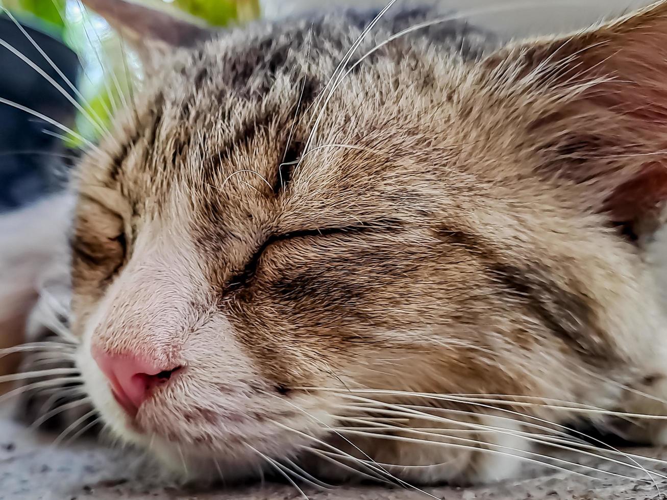 The rustic gray cat sleeping peacefully in front of the terrace is so adorable photo