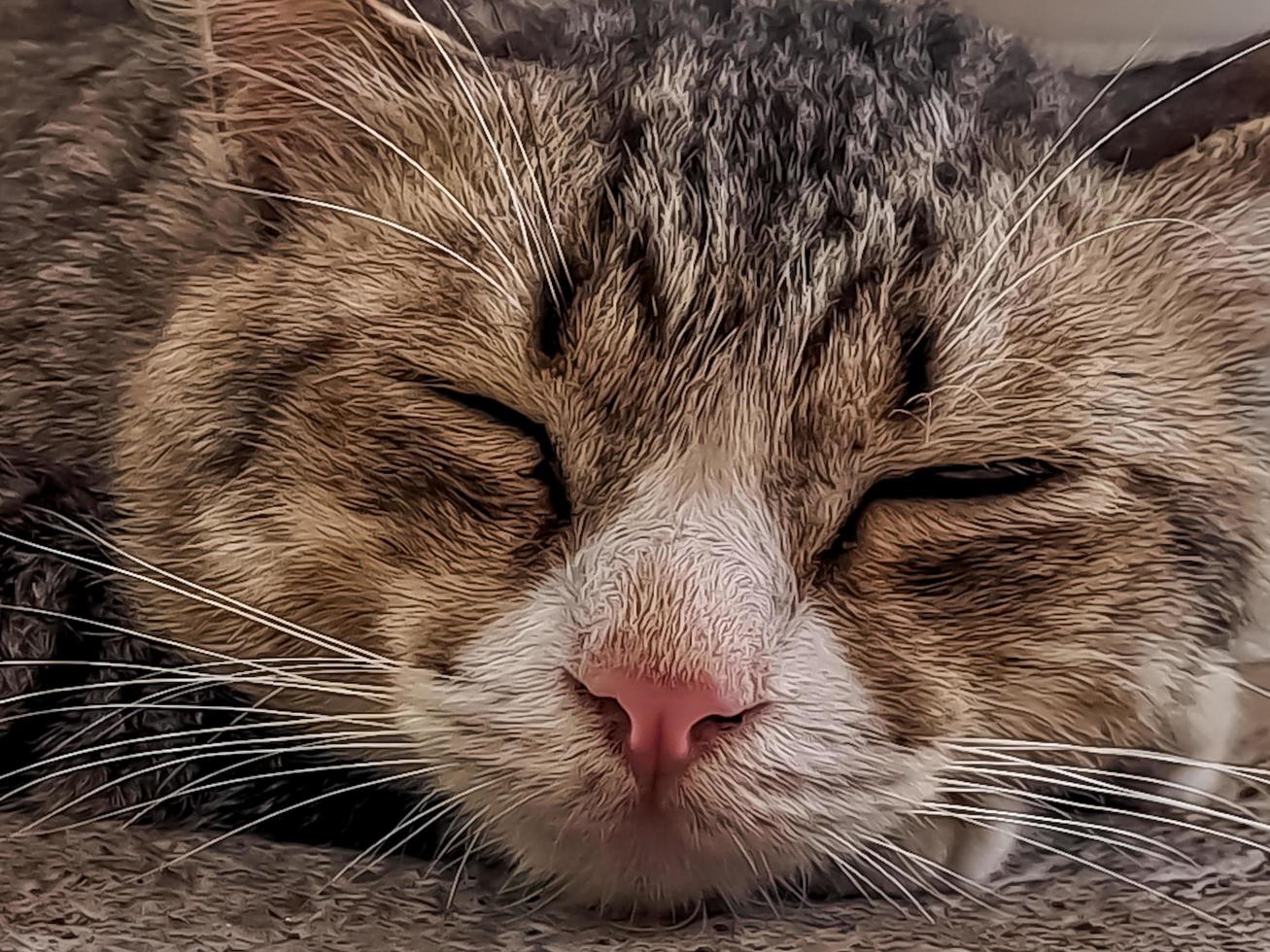 el gato gris rústico durmiendo plácidamente frente a la terraza es tan adorable foto