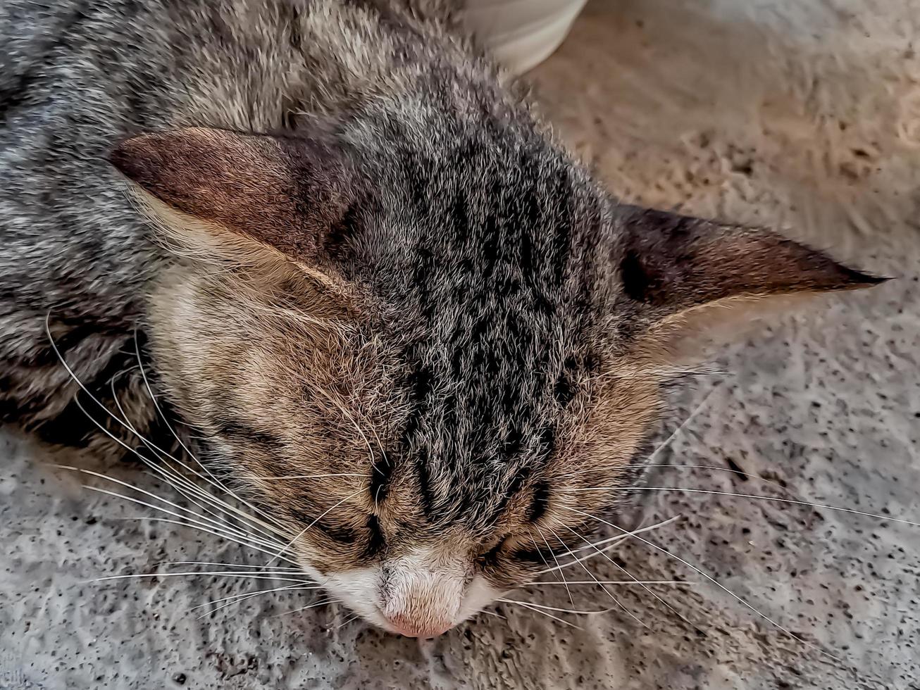 The rustic gray cat sleeping peacefully in front of the terrace is so adorable photo