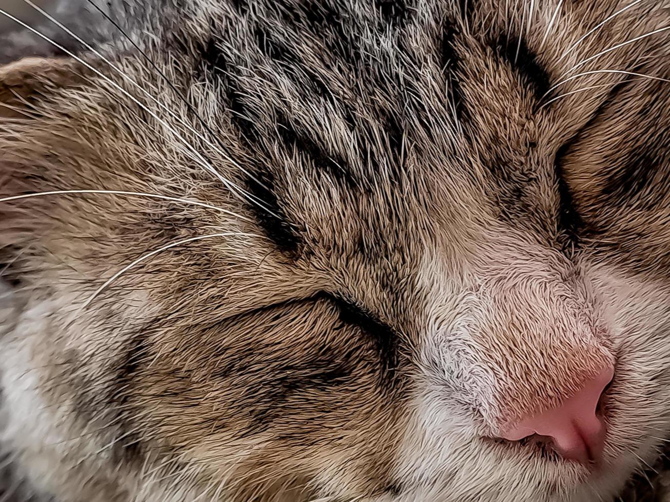 The rustic gray cat sleeping peacefully in front of the terrace is so adorable photo