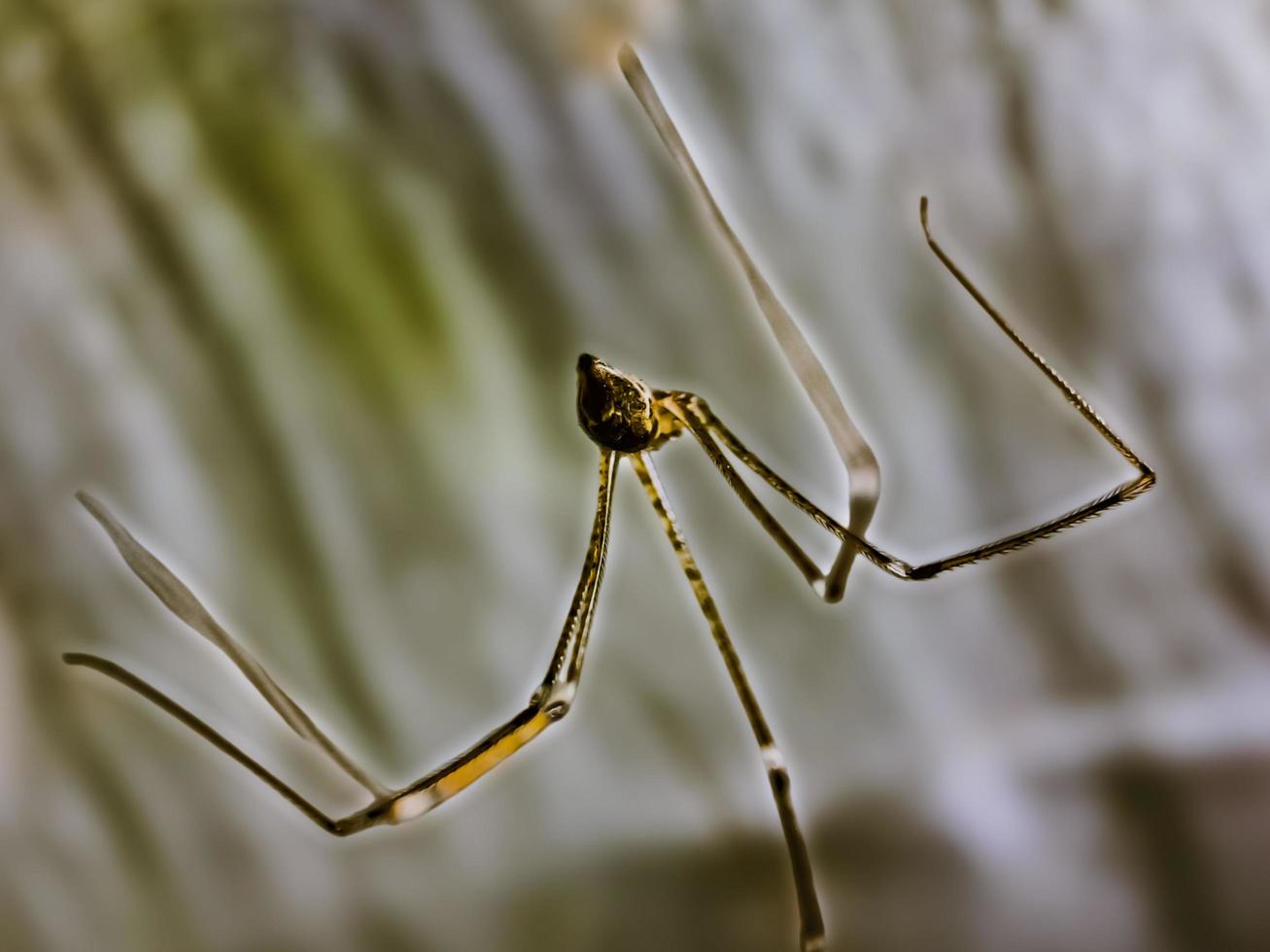 Daddy's long-legged spider Pholcus phalangioides or long-bodied barn spider photo