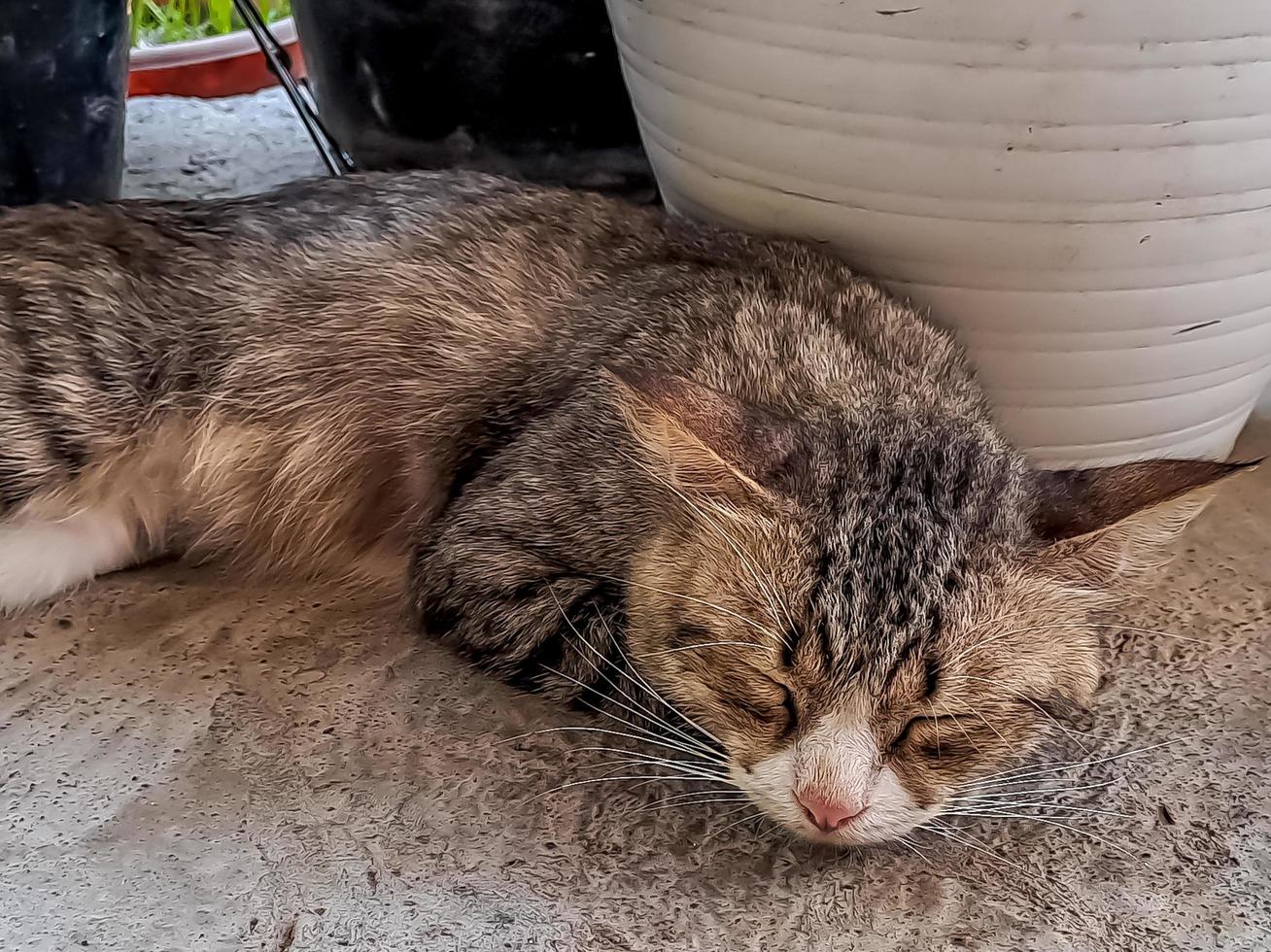 The rustic gray cat sleeping peacefully in front of the terrace is so adorable photo