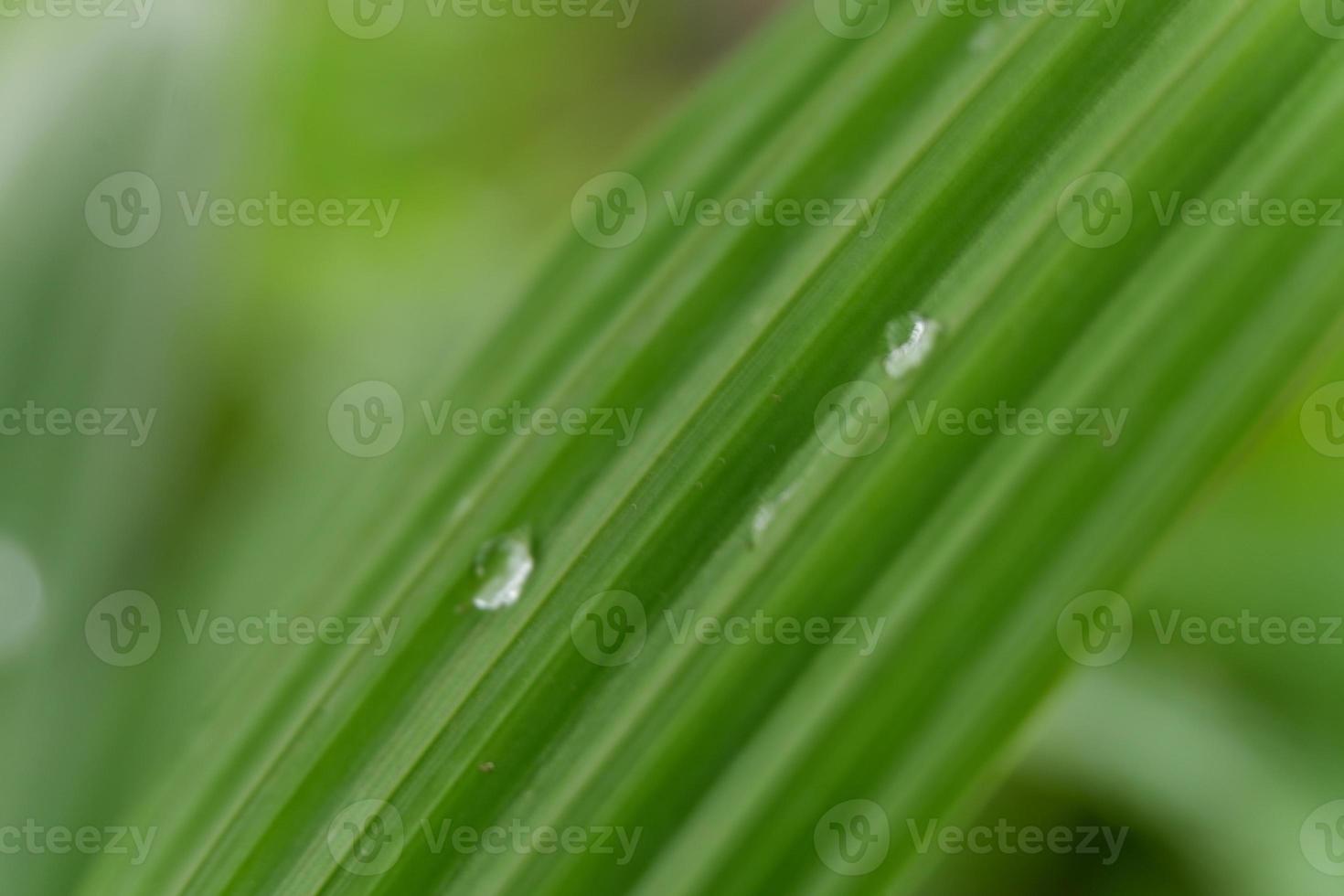 wallpaper water leaf photo