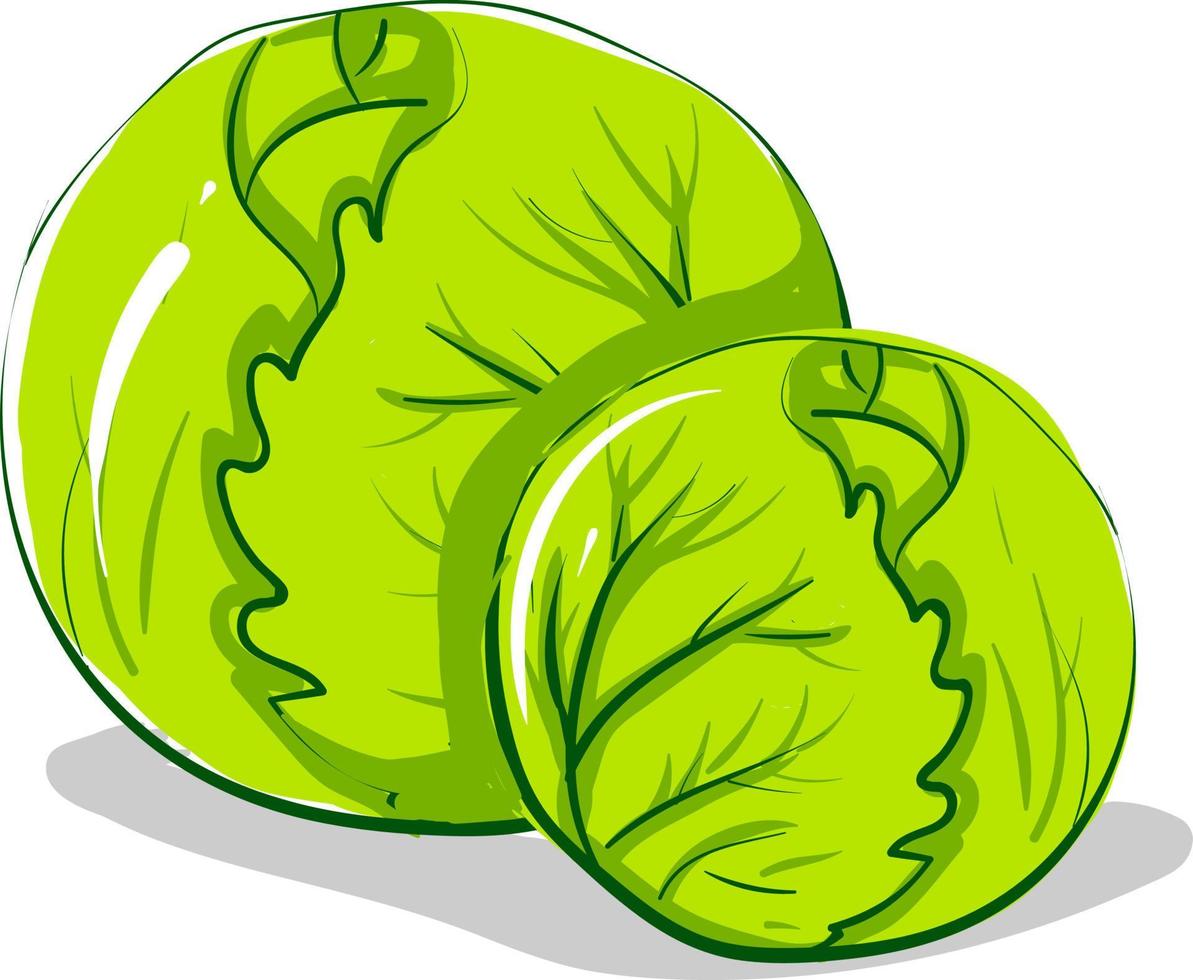 Two cabbages, illustration, vector on white background.