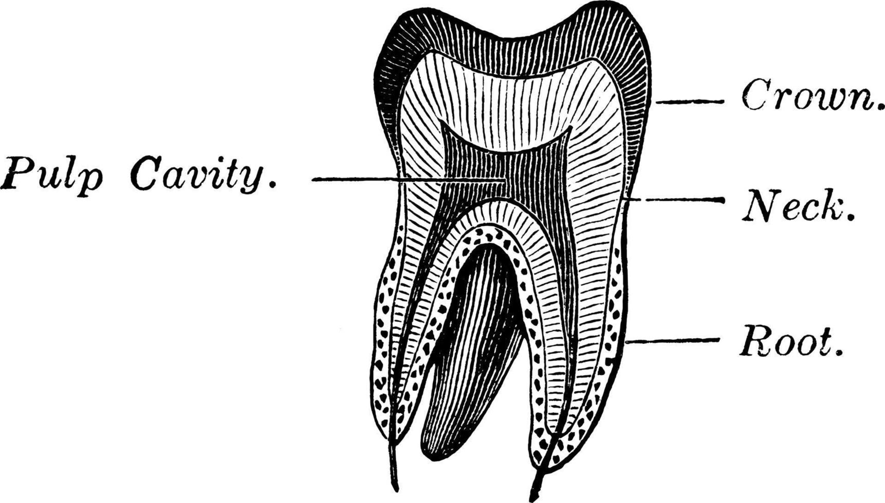 Molar Teeth, vintage illustration. vector