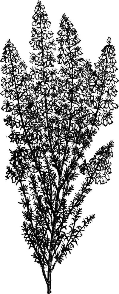 campana ilustración vintage de brezo. vector
