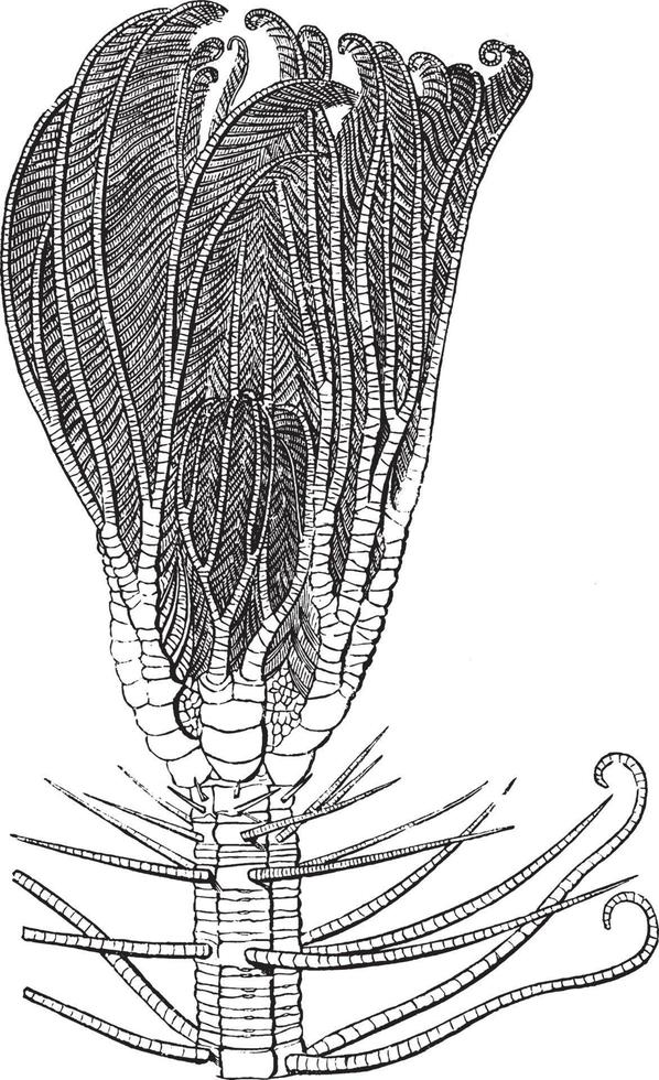 Medusa head pentacrinus, vintage illustration. vector