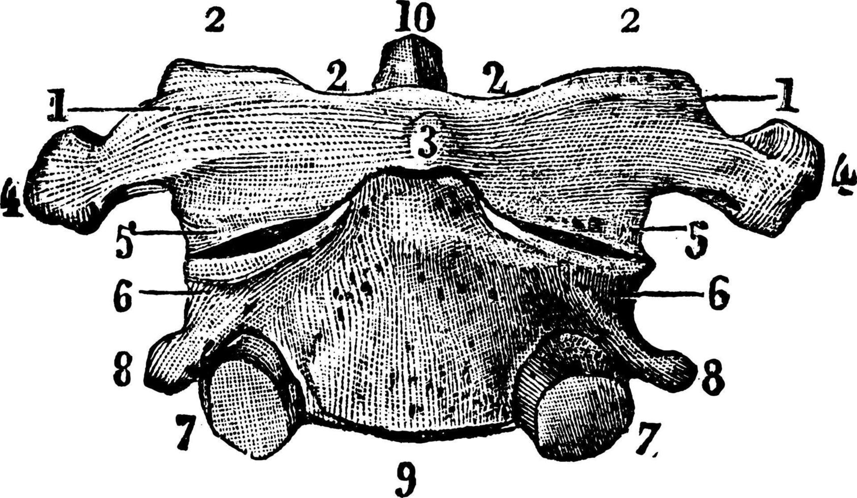 Vertebra, vintage illustration. vector