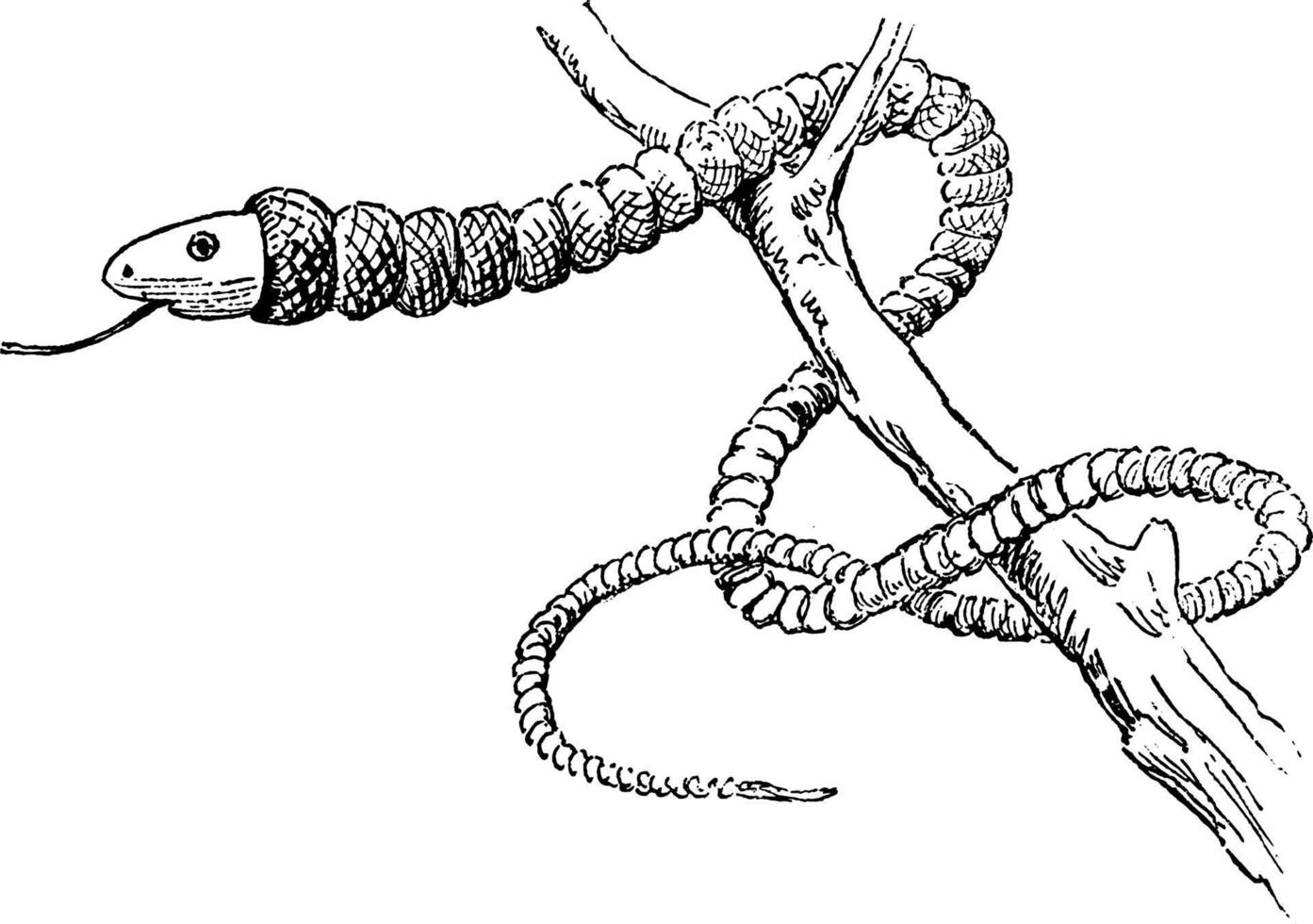 serpiente, ilustración vintage vector