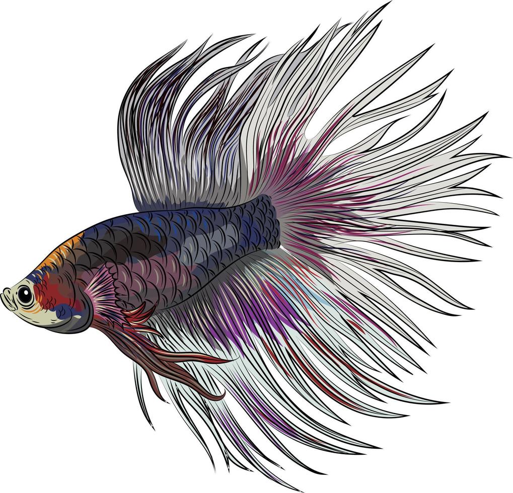 vector illustration of cute betta fish