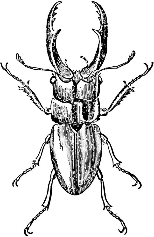 cladognathus cinnamomeus, ilustración antigua. vector
