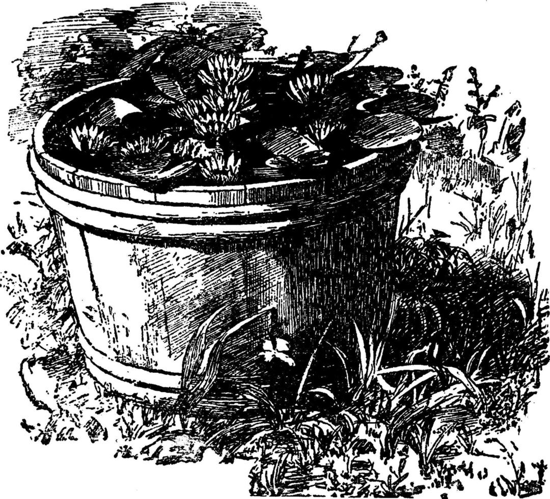 Tub of Water-Lilies, vintage illustration. vector